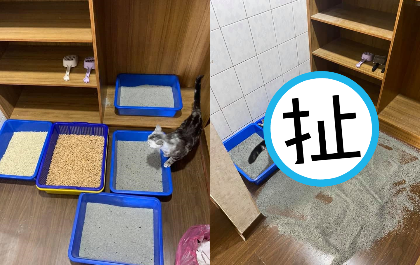 以前的意麵總是上廁所在貓砂盆外，沒想到聽了網友的意見之後竟神奇地獲得改善。（沈白白提供）