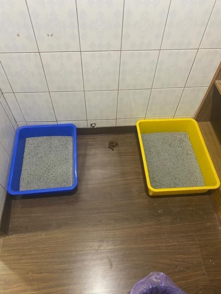 明明有許多貓砂盆,但意麵總是上廁所在貓砂盆外。(沈白白提供)