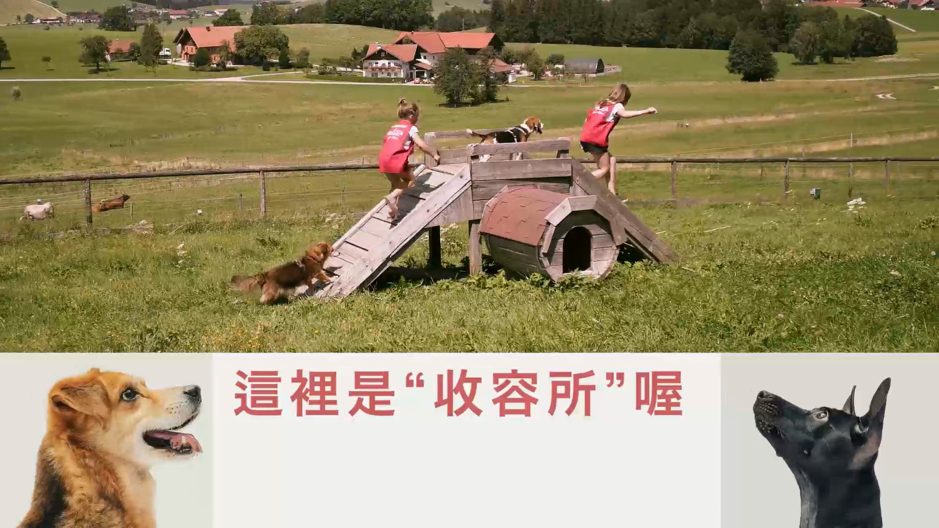 薩爾斯堡的這間收容農場讓小朋友與動物在山區奔跑玩耍，優美的風景更令人心曠神怡。（翻攝自花絮）