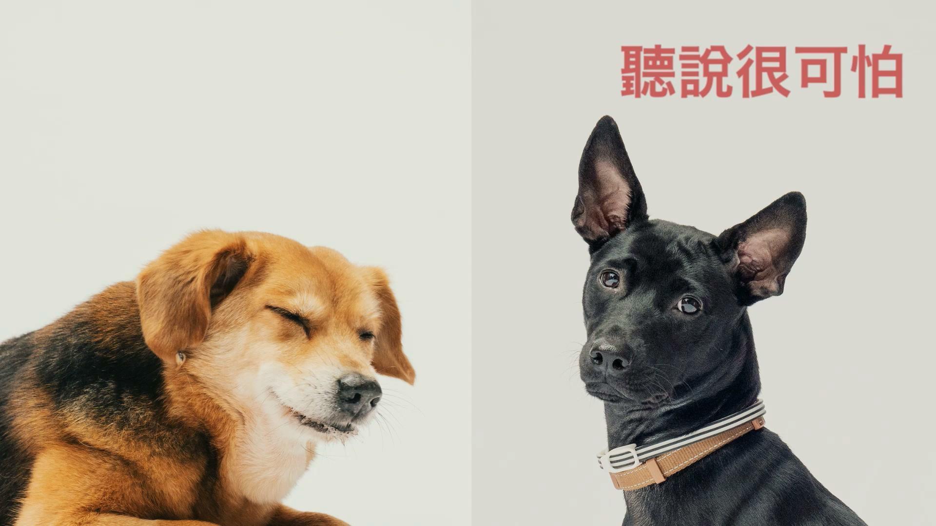 狗狗間的尬聊透露《十二夜2:回到第零天》並沒有可怕的畫面,而是讓觀眾知道有一群人正努力改善流浪動物問題。(翻攝自花絮)