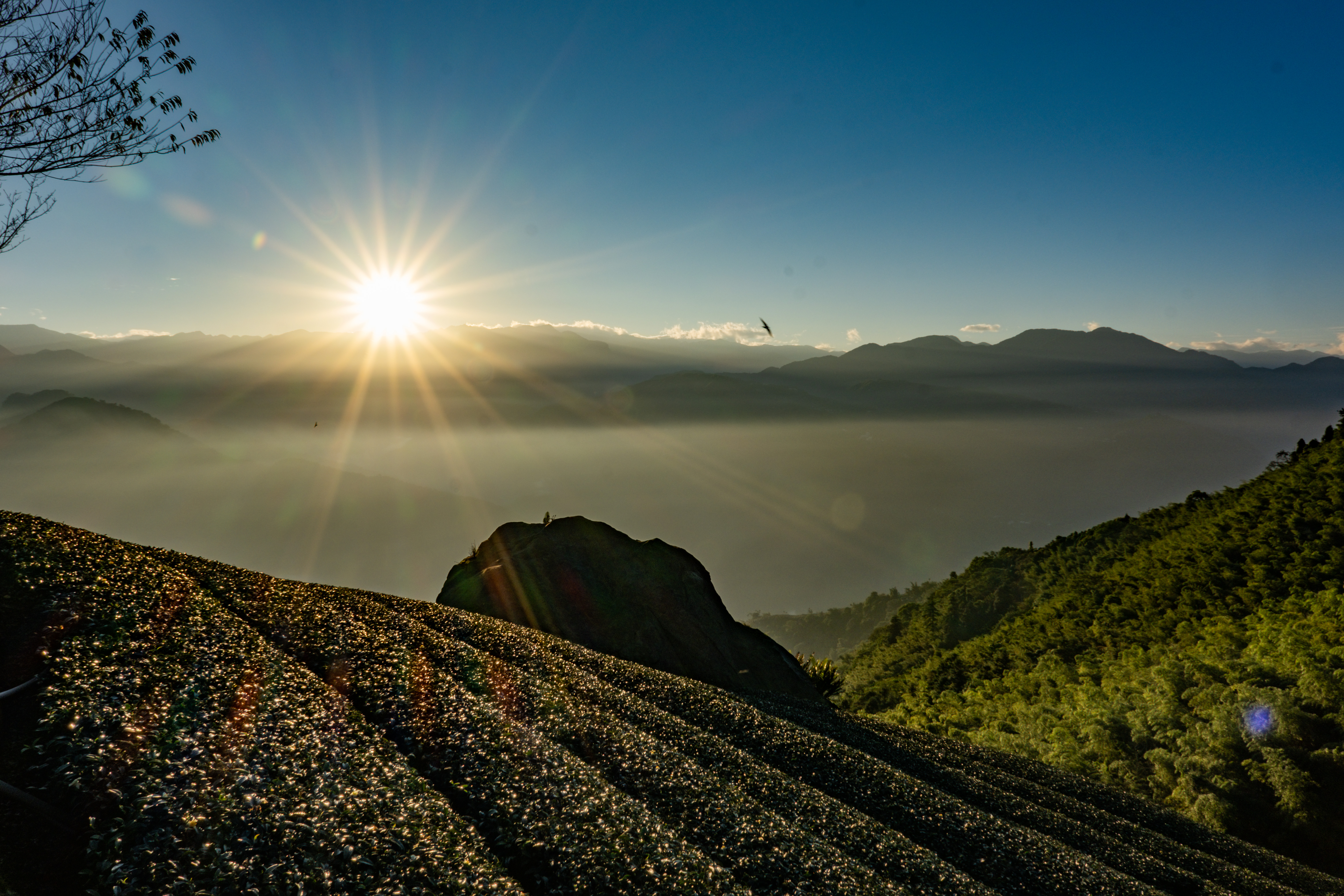日出、雲海、茶園是大尖山日常美景。