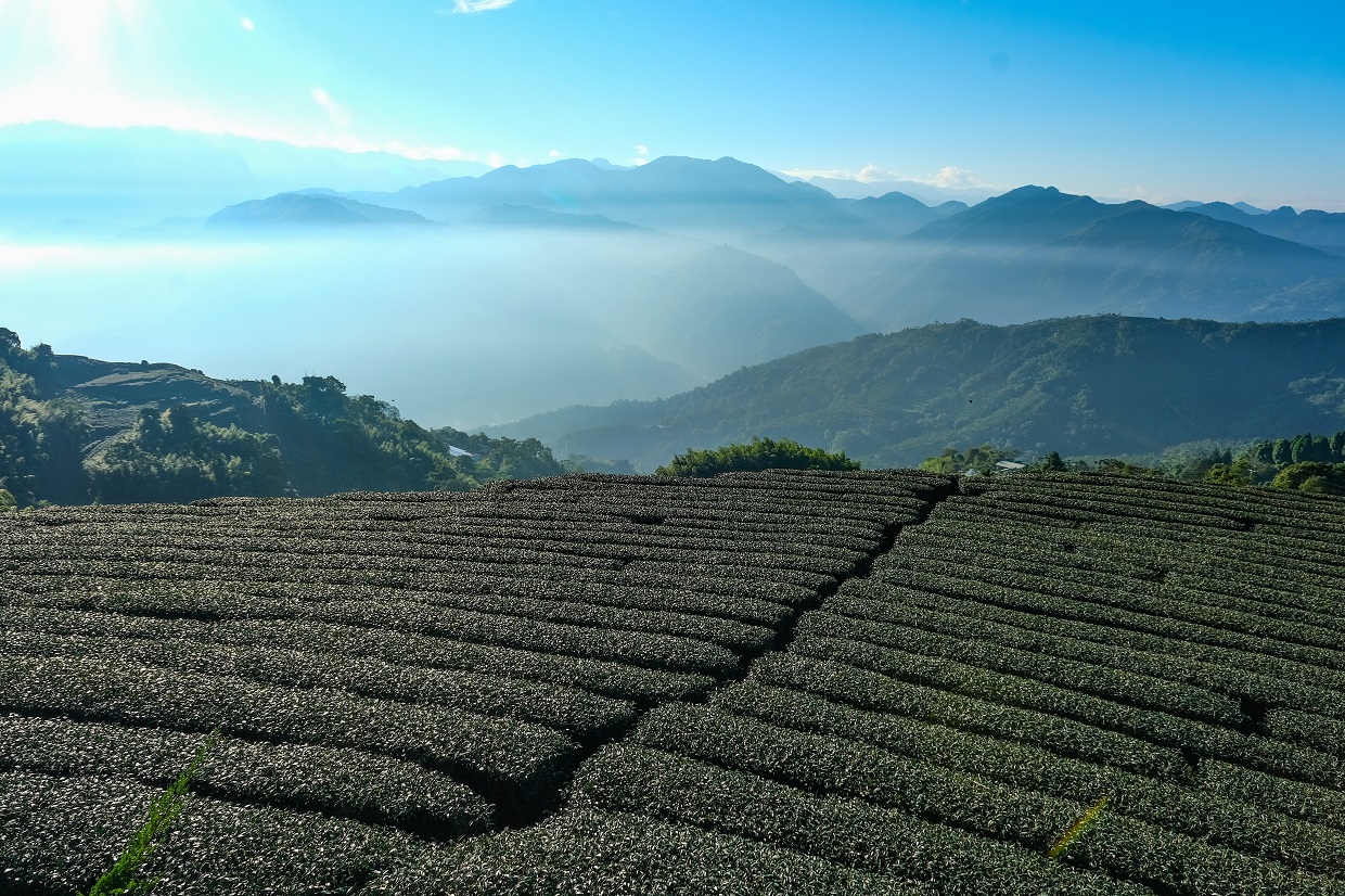 「1234觀景台」能見到茶園與重重阿里山脈。