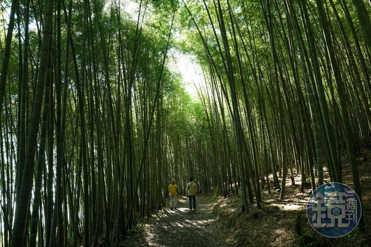 梅山鄉龍眼村民宿外頭就是一條美麗的竹林步道。