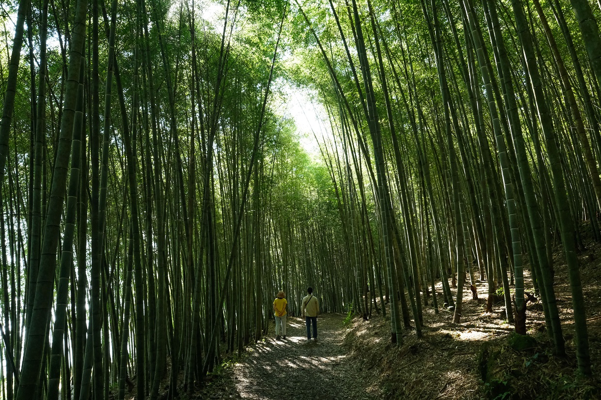 梅山鄉龍眼村民宿外頭就是一條美麗的竹林步道。