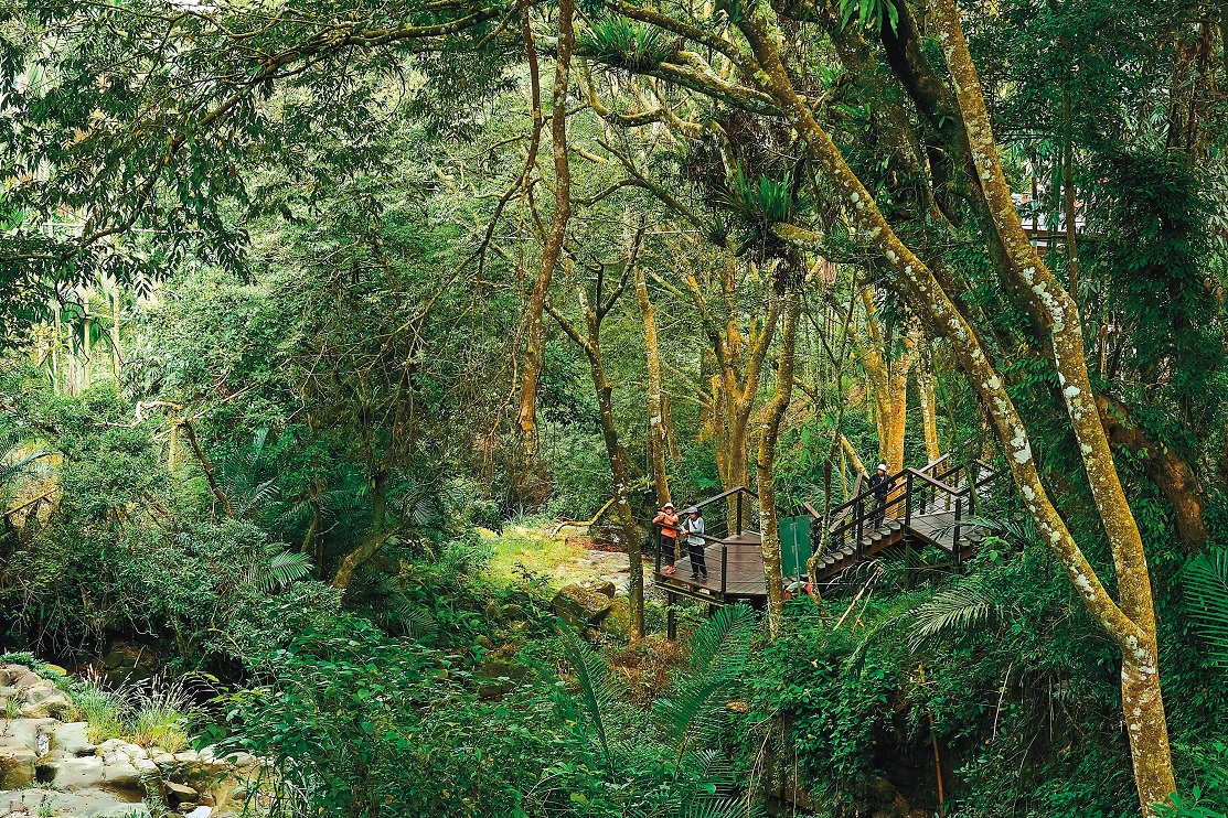 樹蔭濃密的「太興飛瀑步道」，沿著阿葉溪而建。