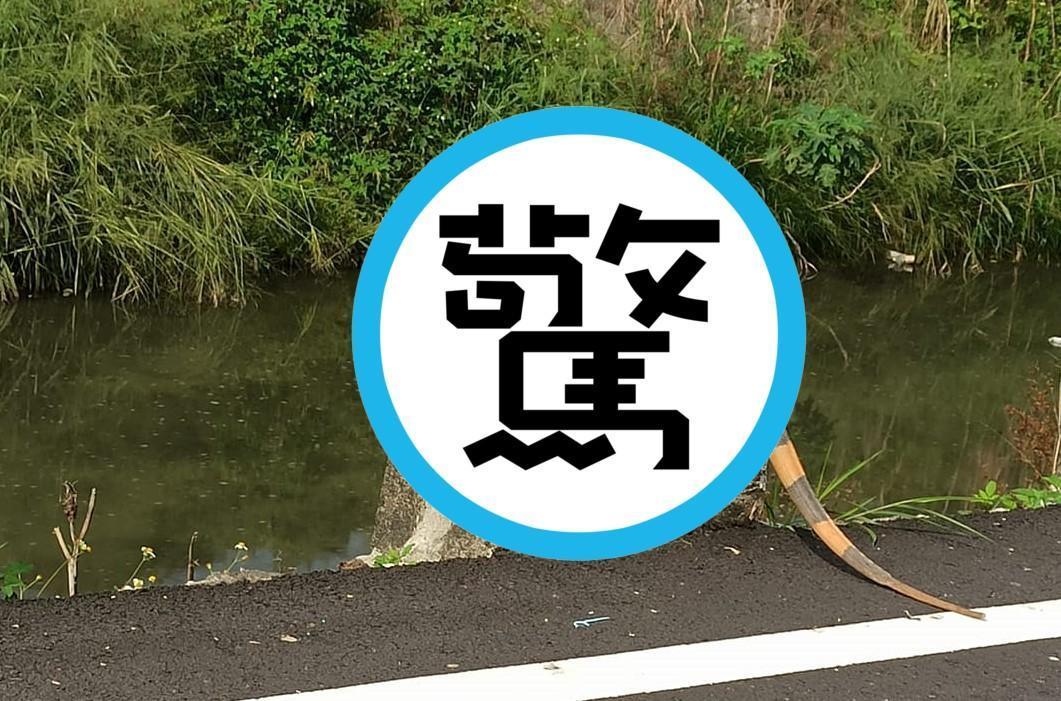 屏東路邊驚見一隻「巨獸」嚇死經過路人。(翻攝自屏東縣萬丹鄉交流地臉書)