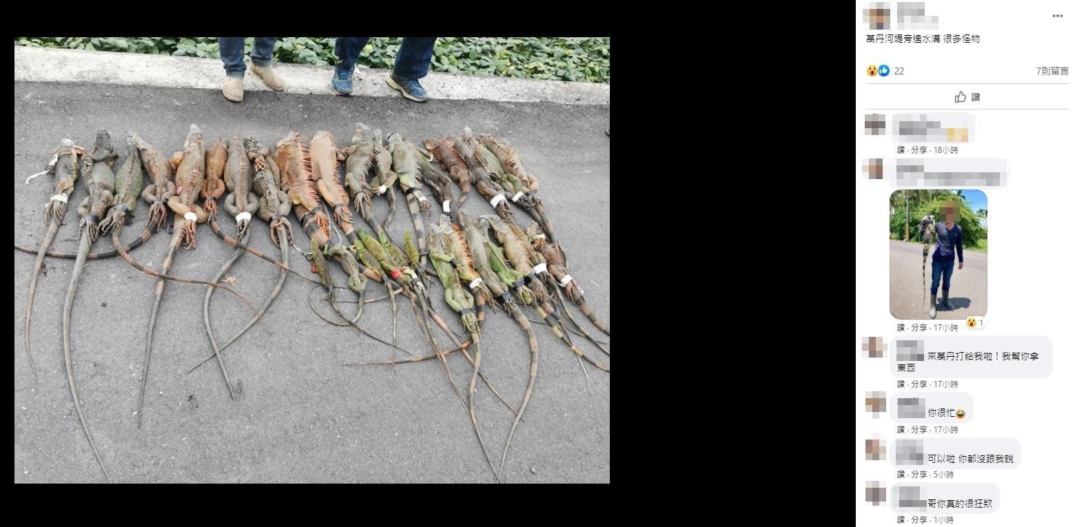 網友在留言處貼出一排排綠鬣蜥的照片,像是犯人一樣手腳都被捆起來。(翻攝自屏東縣萬丹鄉交流地臉書)