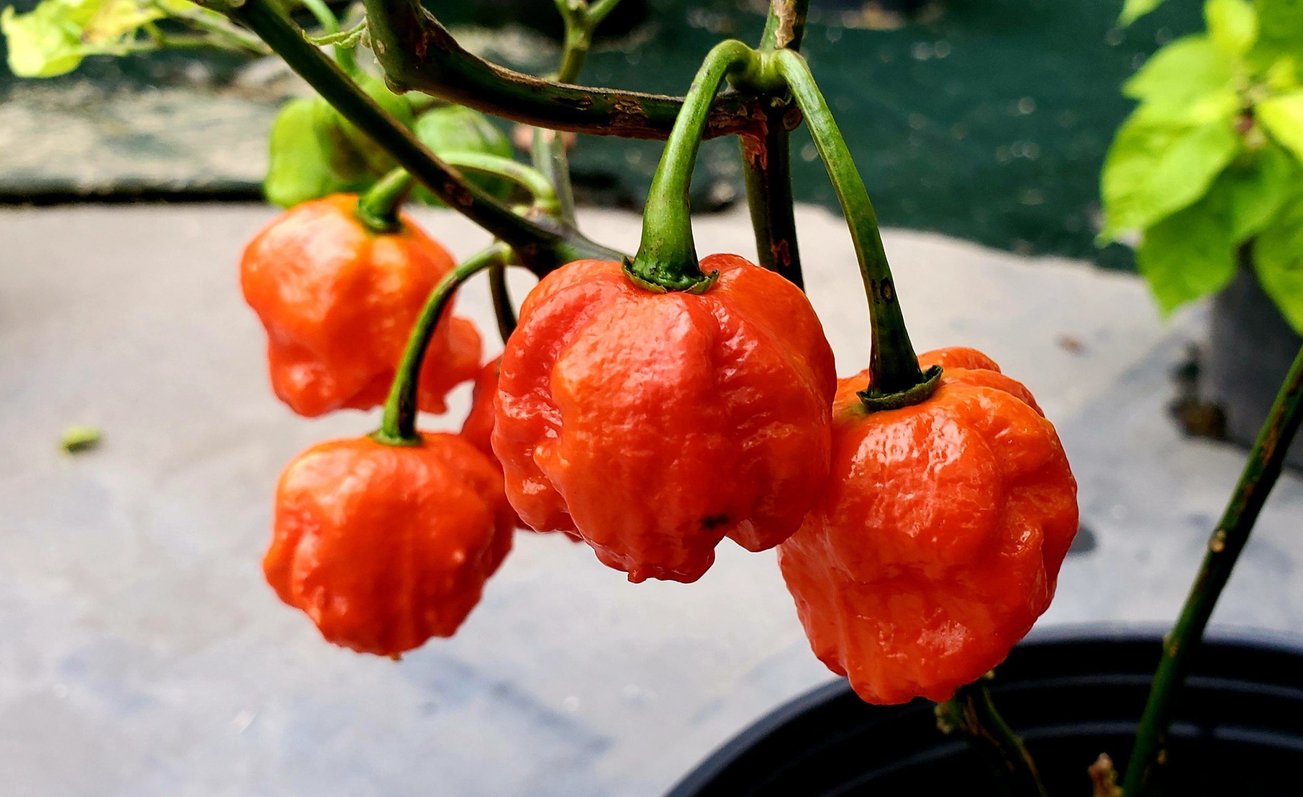 李宛蓉做不出替代品的，應是名為「卡羅萊納收割者」的辣椒，辣度曾獲金氏世界紀錄認證。（翻攝自worldseedsupply.com）