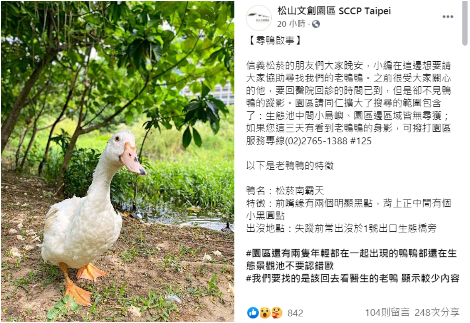 松菸po出鴨鴨的照片和特徵描述,希望民眾幫忙留意。(翻攝松山文創園區臉書)