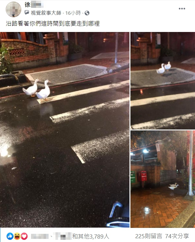 在臉書社團「新·路上觀察學院有民眾在半夜發現「夜遊鴨鴨」,有人好奇是不是就是松菸走失的老鴨。(翻攝自「新·路上觀察學院」)
