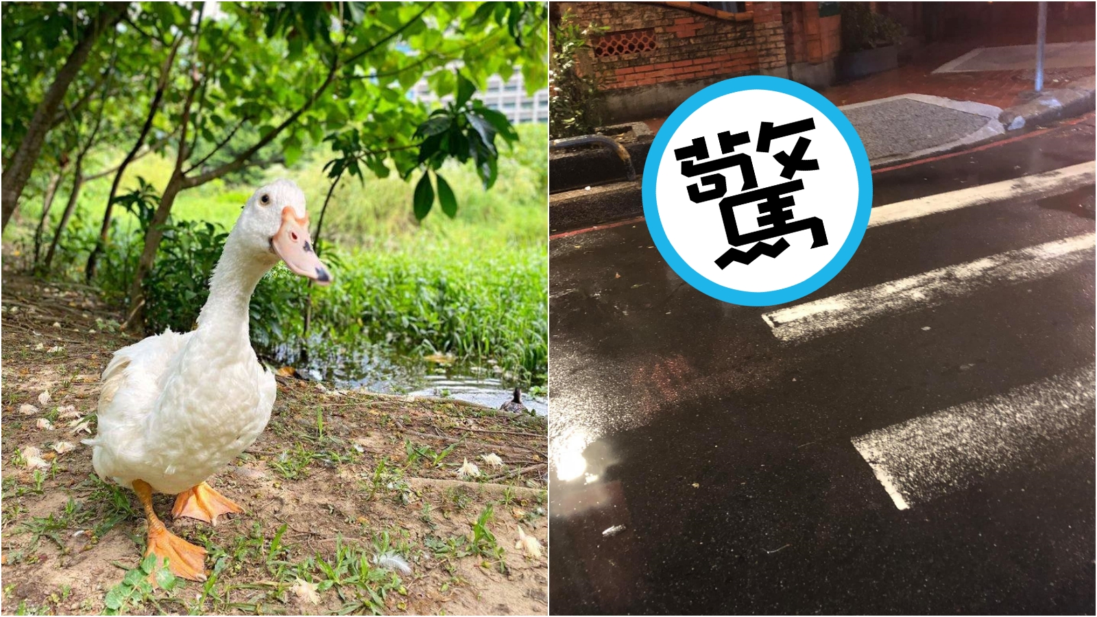 松菸的老鴨鴨失蹤了，剛好最近有民眾在半夜看到散步的鴨鴨，懷疑難道是偷跑出去夜遊了嗎？（翻攝自臉書）