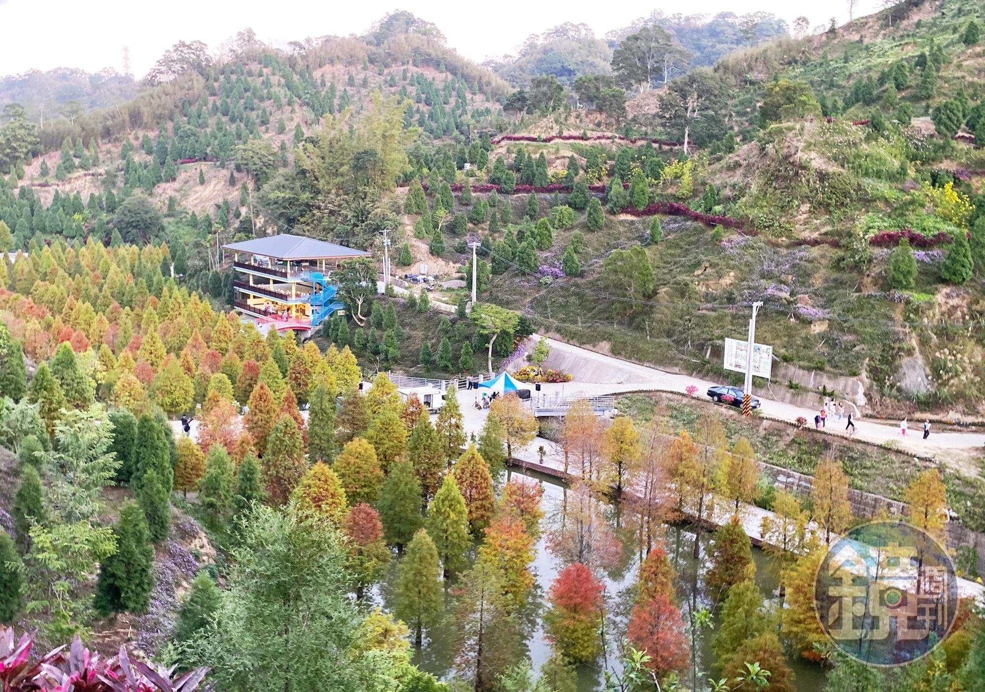 三灣鄉落羽松祕境最新美景。