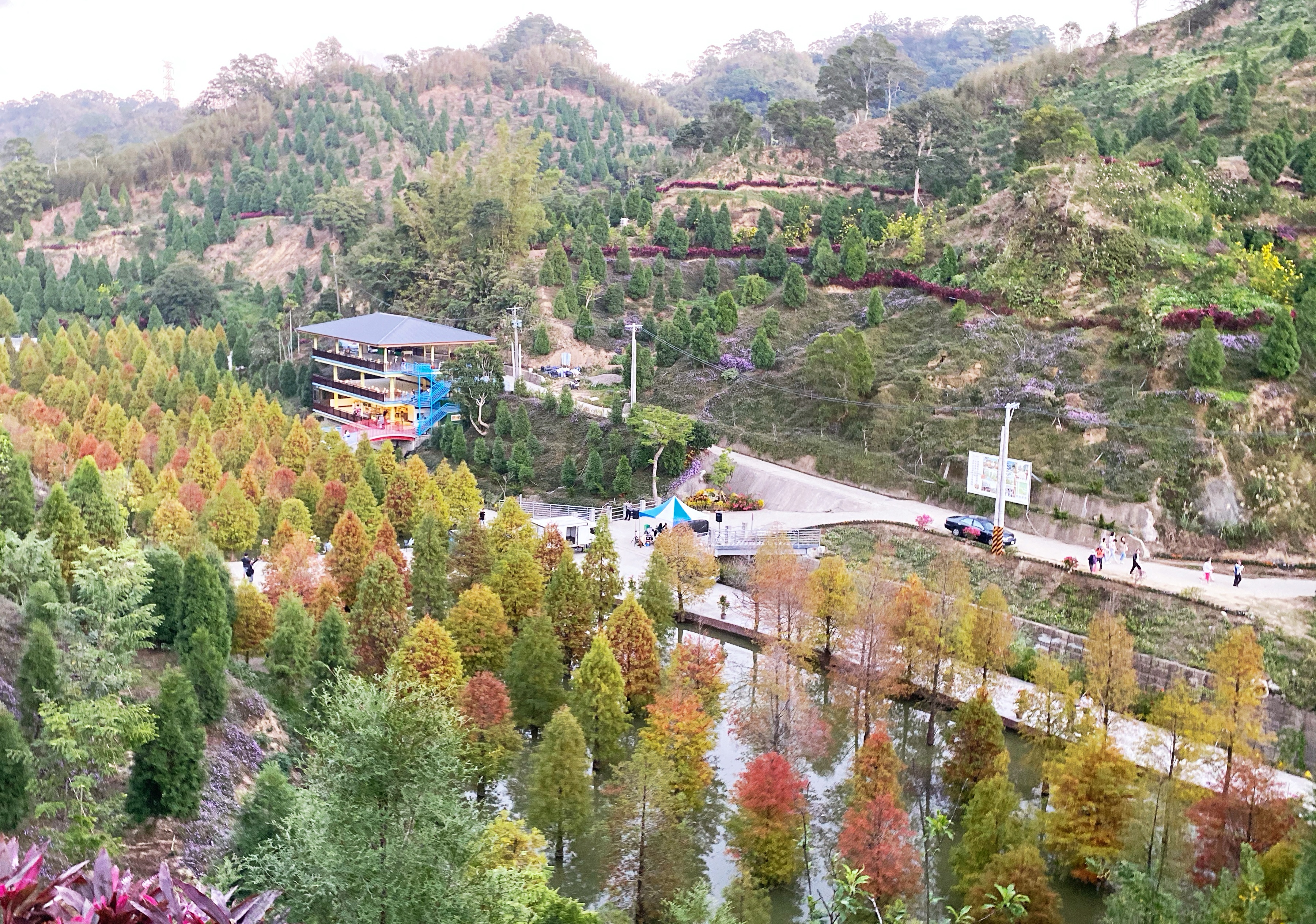 三灣鄉落羽松祕境最新美景。