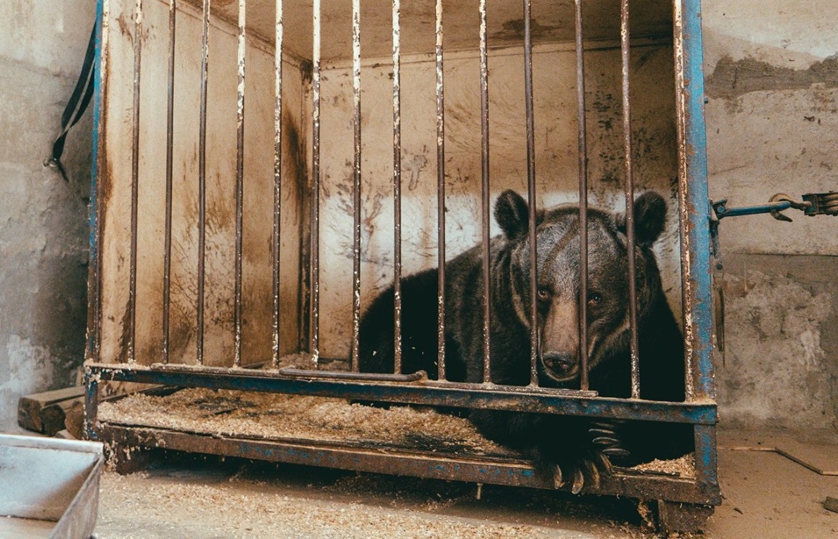 11歲的金寶從小就在馬戲團，沒有演出時她就被關在狹小的籠子裡。（翻攝Arosa Bärenland臉書）