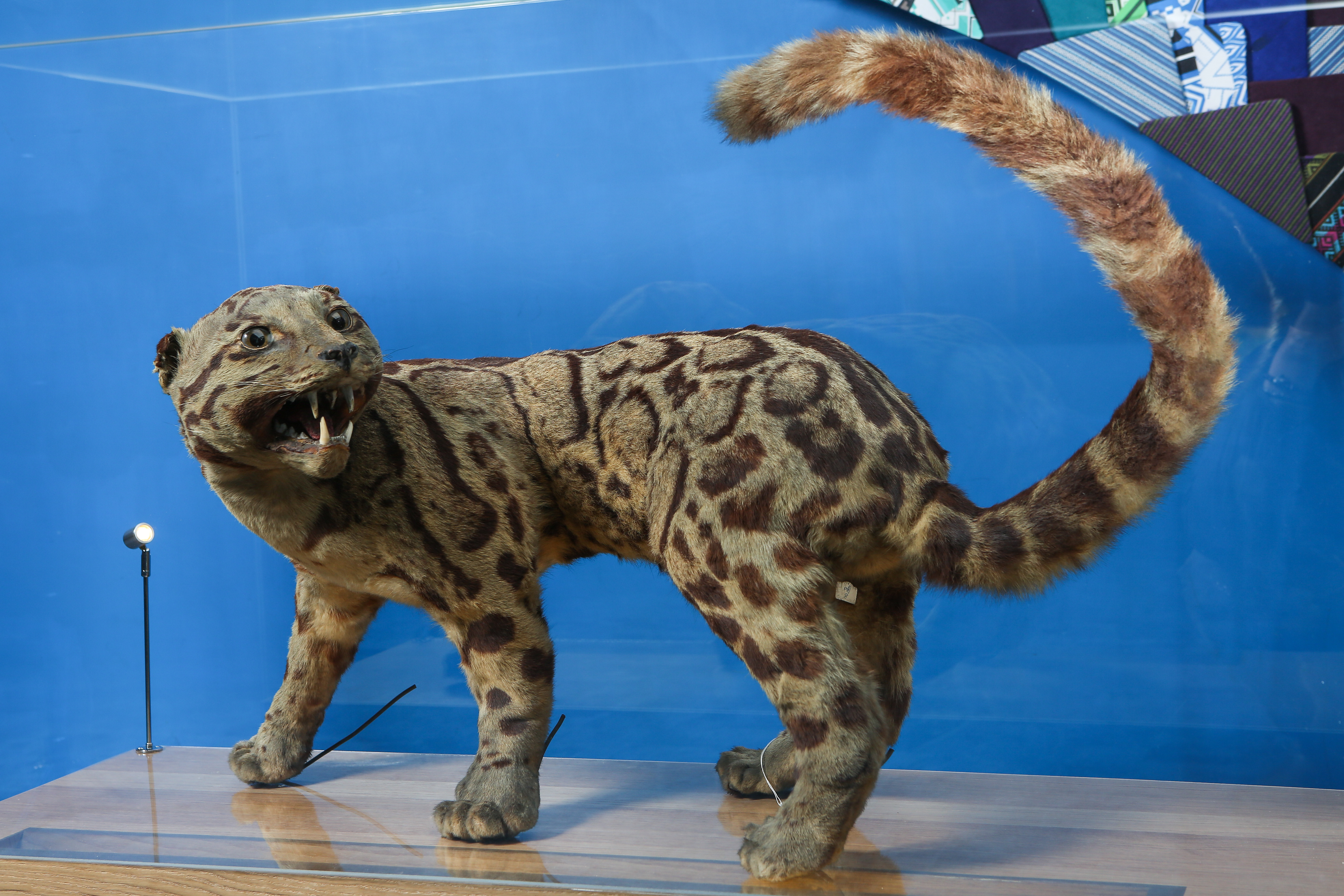 臺博館保存的台灣雲豹標本，被列為一級典藏品。