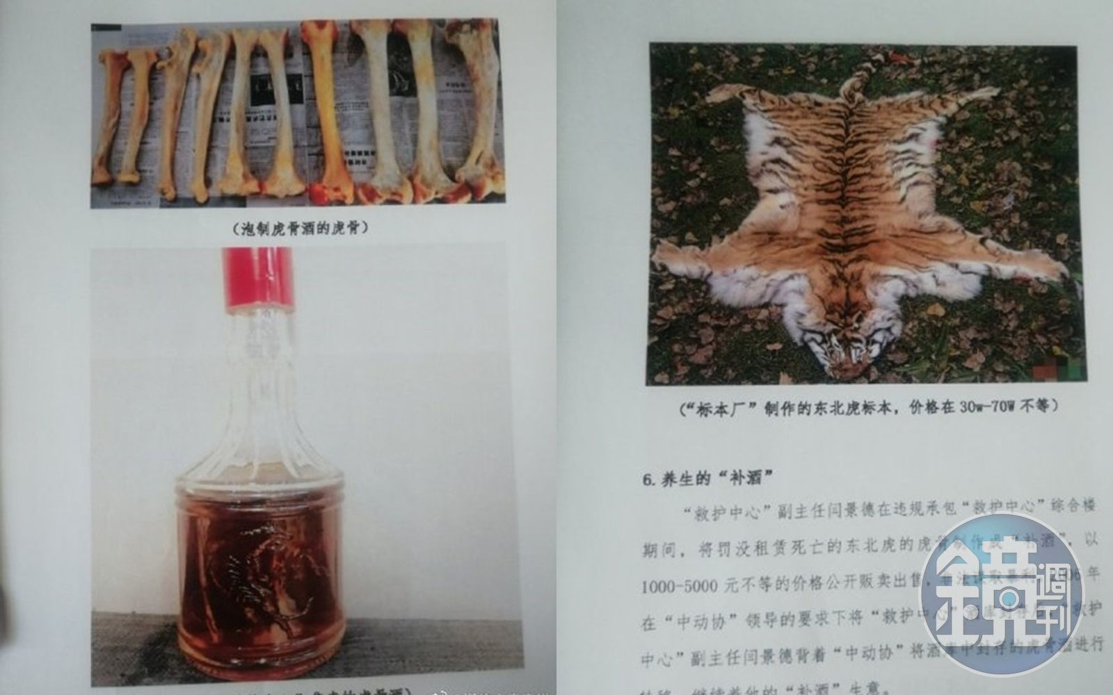 中國的野生動物救護中心遭爆剝虎皮、製虎骨酒,警方正調查此事。(翻攝自微博)