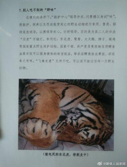 疑似為準備被剝皮的老虎。(翻攝自微博)