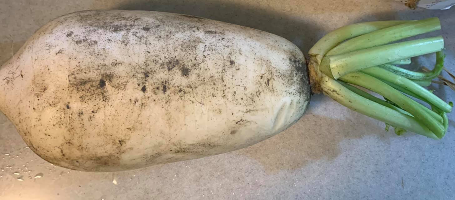 白蘿蔔1根。