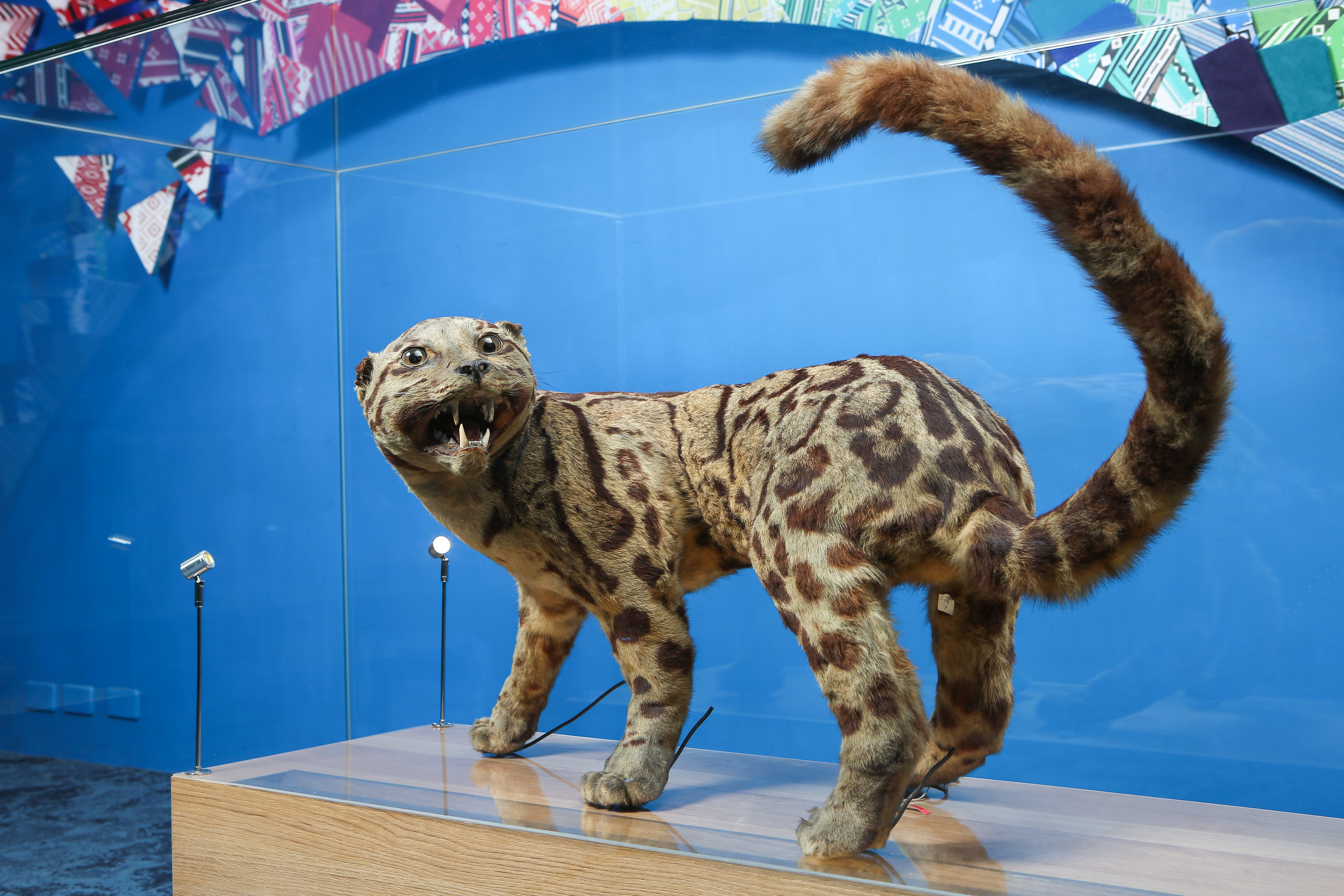 臺博館總共有7件雲豹標本，被列為一級典藏。