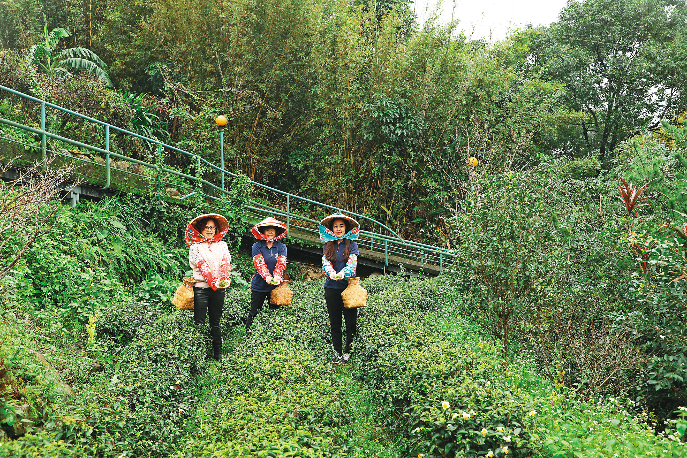 參加「採茶體驗」，先戴上斗笠到茶園中採茶，再將現摘茶葉油炸，體驗香酥滋味。（250元／人）