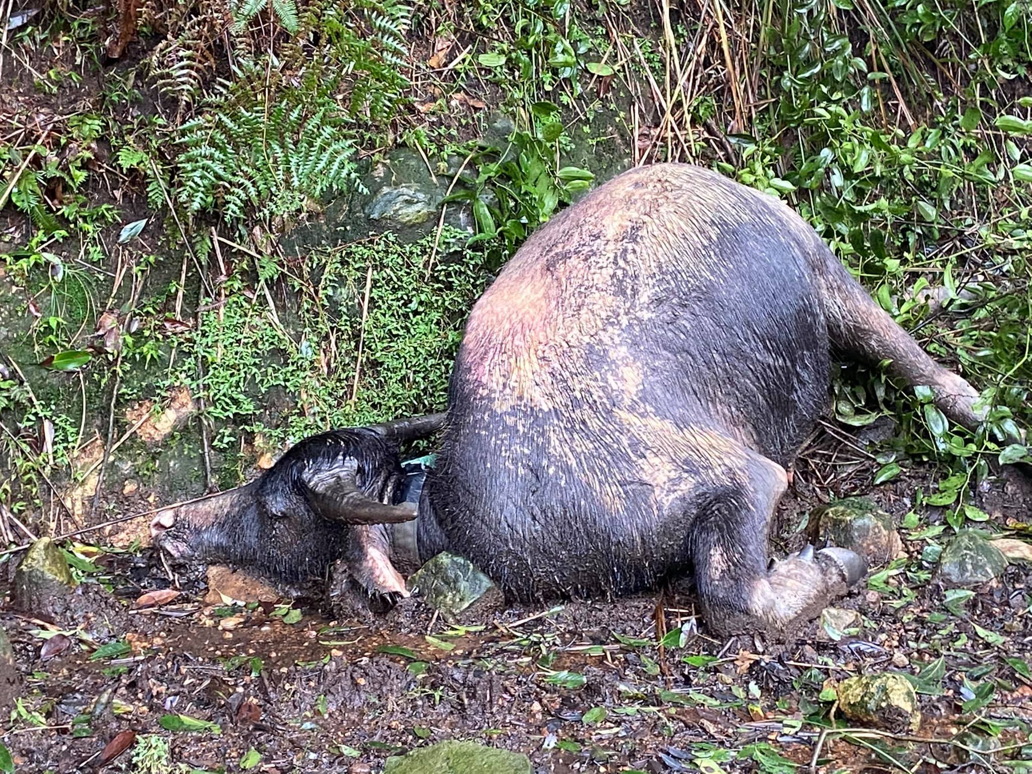 陽明山國家公園的野放水牛短期內大量暴斃。（翻攝自為牛請命－巡牛志工隊臉書）