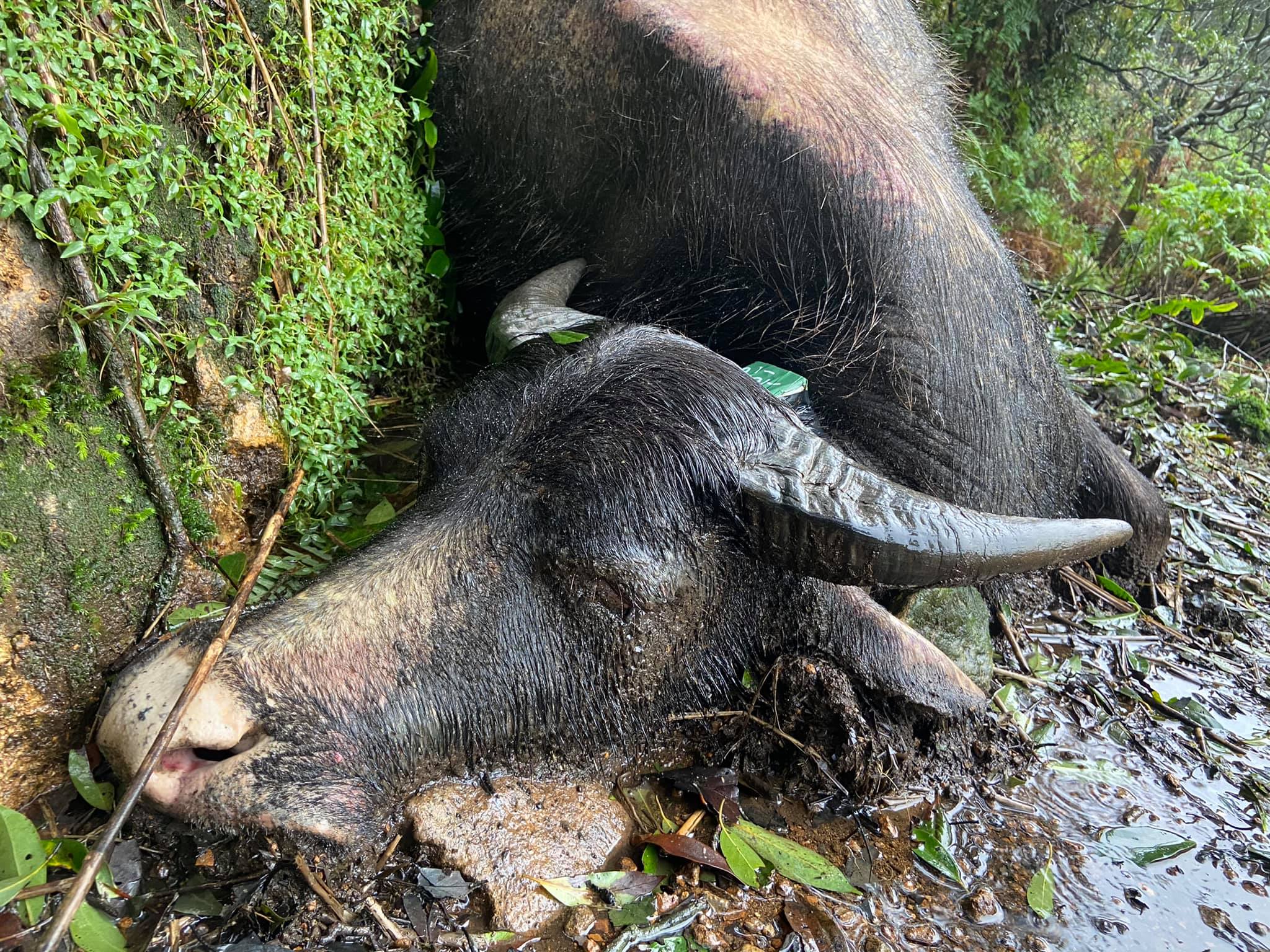 陽明山擎天崗的水牛近來大量暴斃。（翻攝自「為牛請命－巡牛志工隊」臉書）