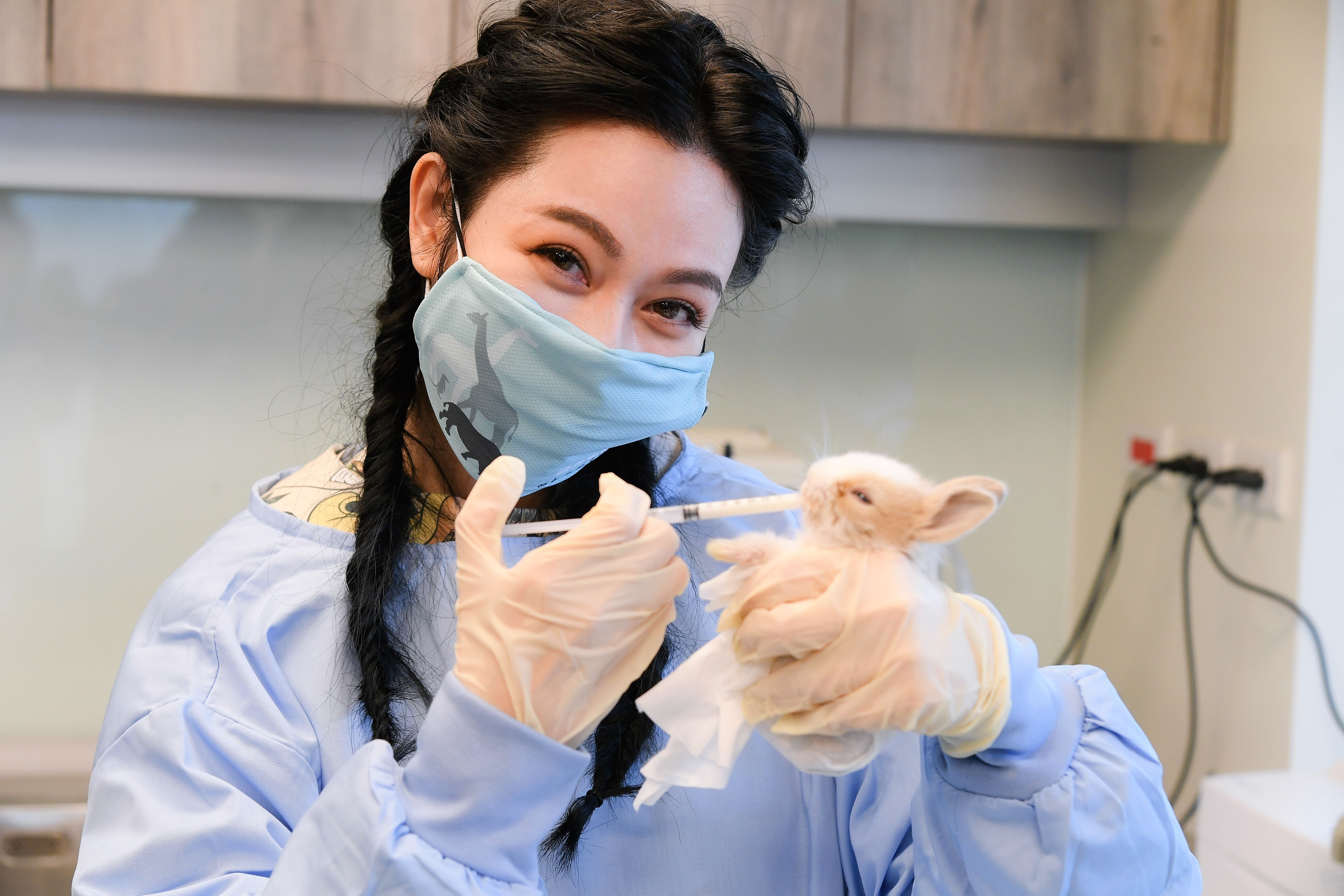 曾莞婷嘗試替剛出生的荷蘭侏儒兔餵奶。(三立提供)