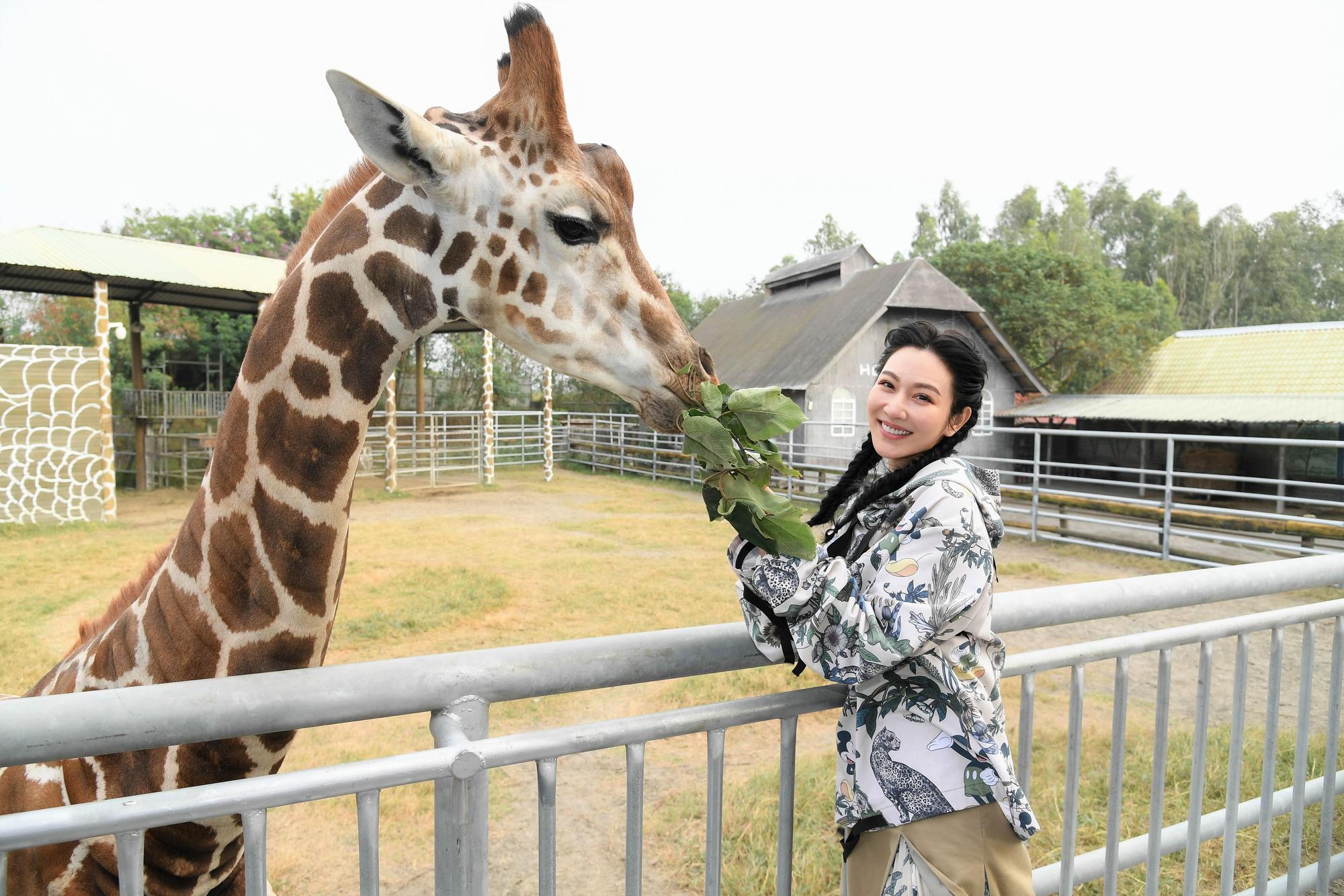 曾莞婷第一次近距離餵食長頸鹿。(三立提供)