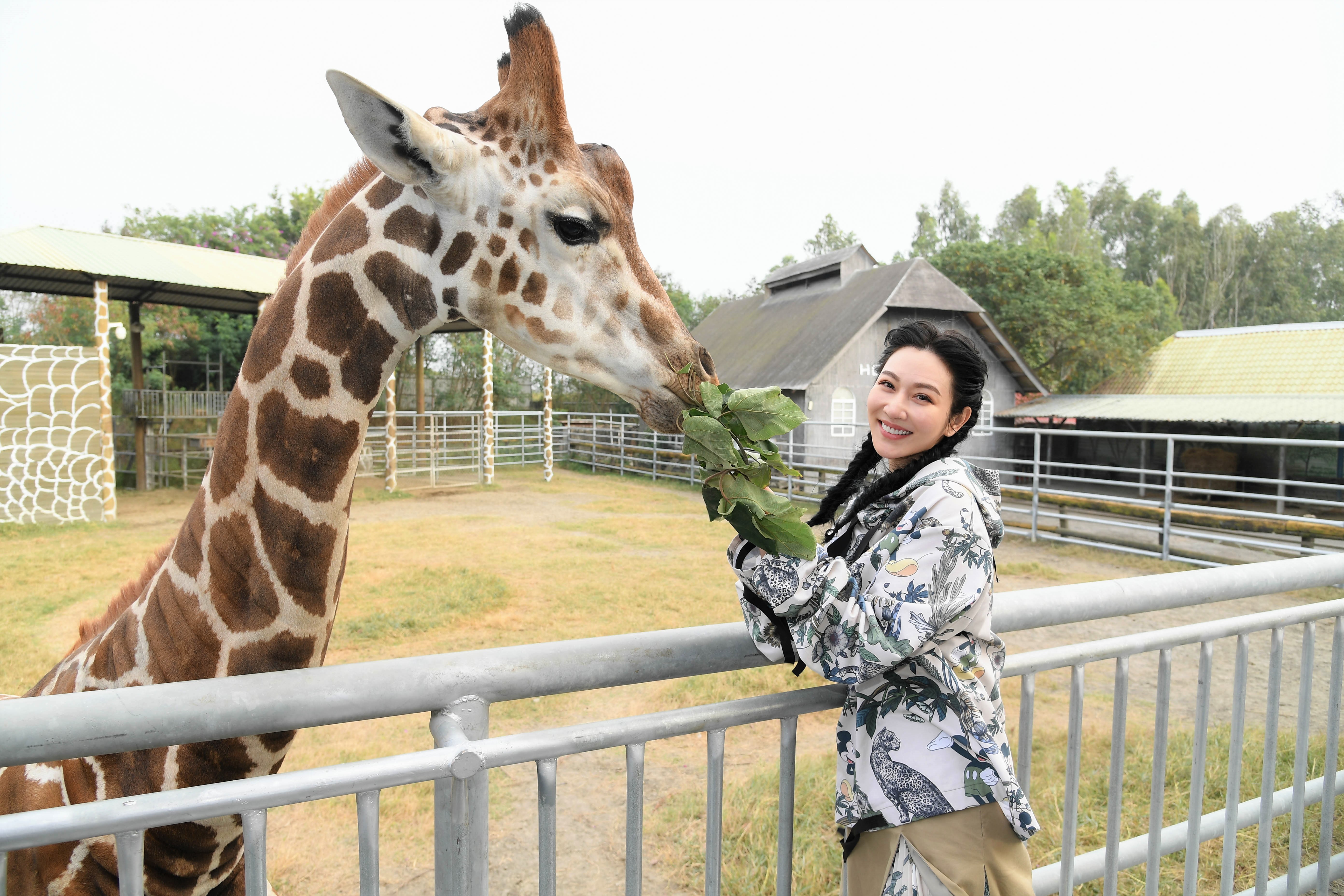 曾莞婷第一次近距離餵食長頸鹿。(三立提供)