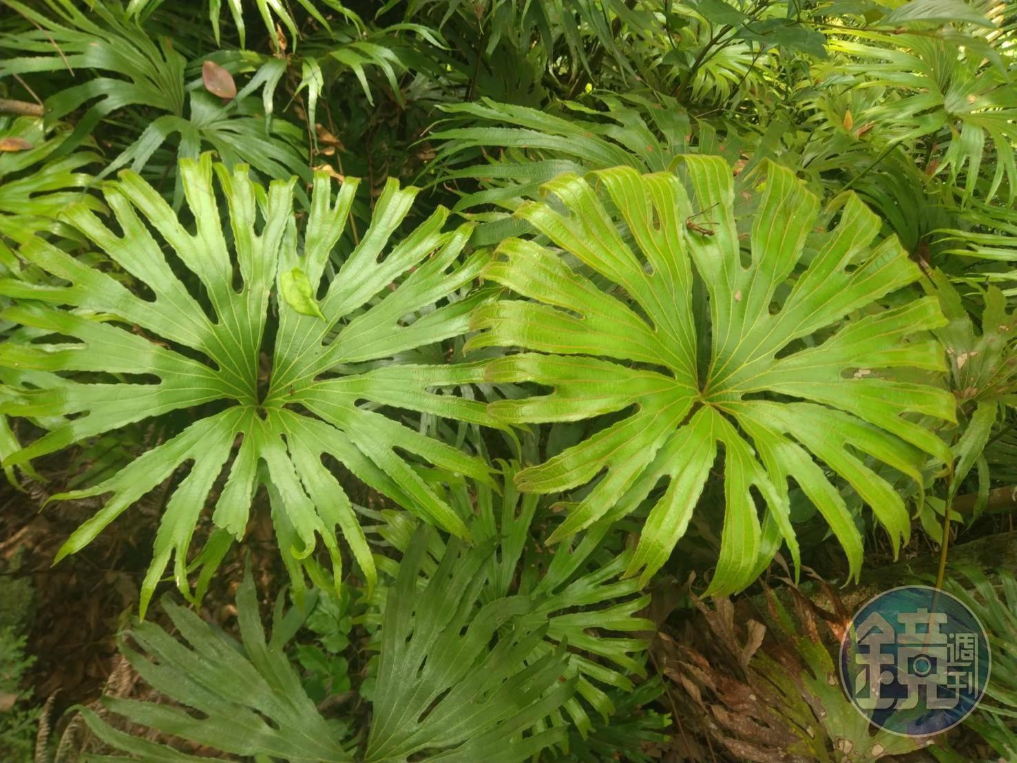 全世界珍稀蕨類植物「雙扇蕨」。