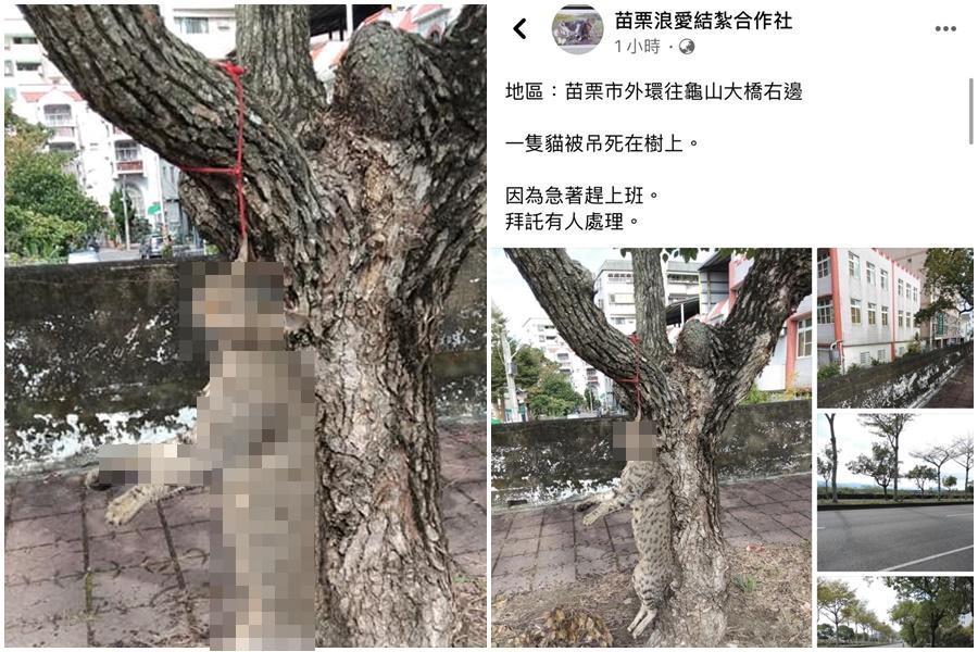 苗栗驚傳有貓咪遭吊掛樹上,消息一曝光,引起網友關注。(翻攝自「苗栗浪愛結紮合作社」臉書)