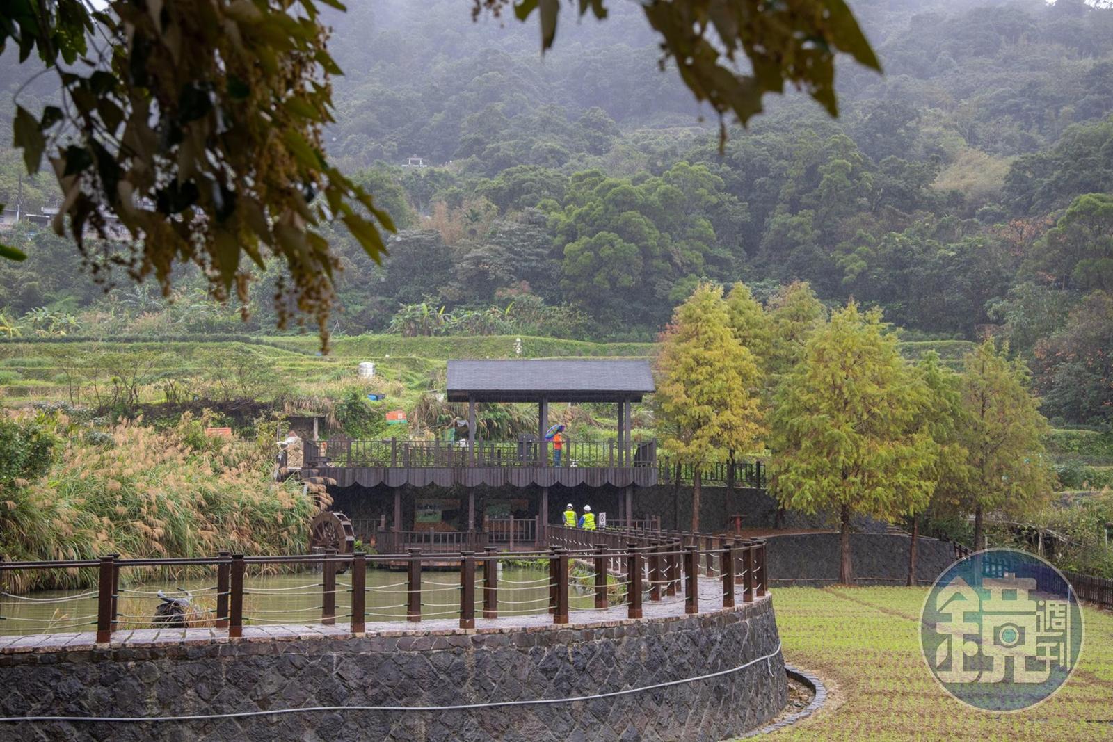 「樟樹步道」的觀景台,一旁的魯冰花預計3、4月盛開。