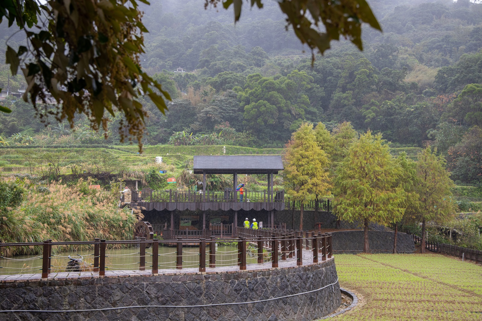 「樟樹步道」的觀景台,一旁的魯冰花預計3、4月盛開。