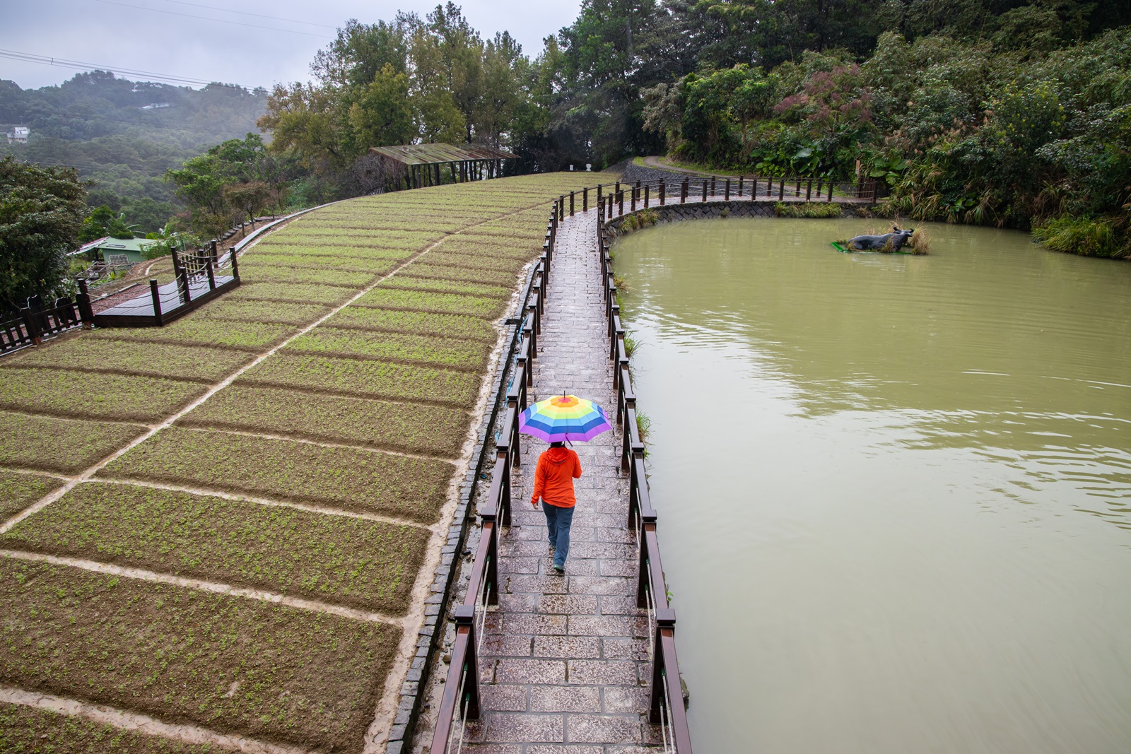 平坦好走的「樟樹步道」,充滿田園景觀。