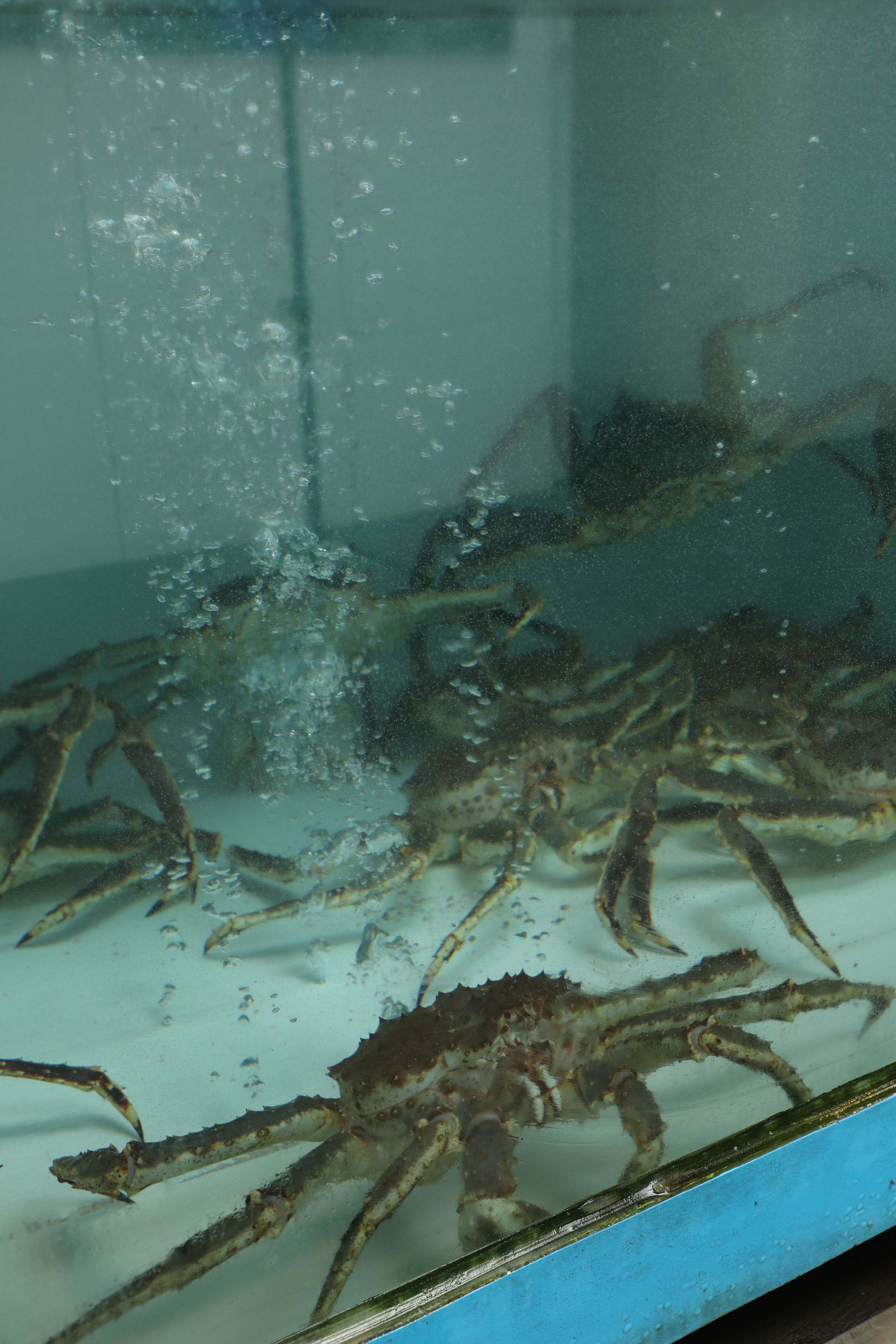 水族箱水質乾淨，養著好幾隻帝王蟹。