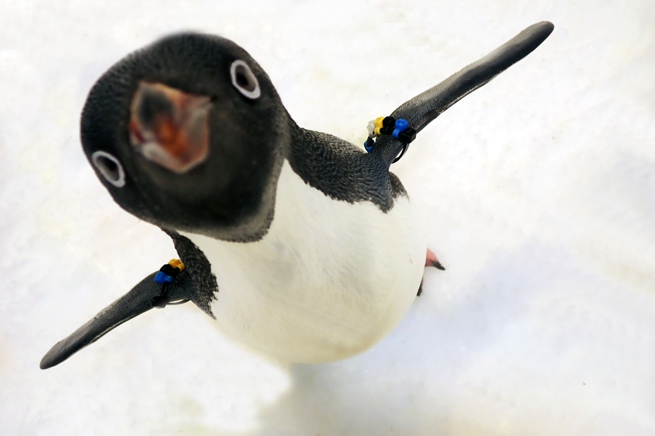 過去只能隔著玻璃欣賞的屏東海生館企鵝，明年2月起採限額分流方式開放民眾近距離餵食。（屏東海生館提供）