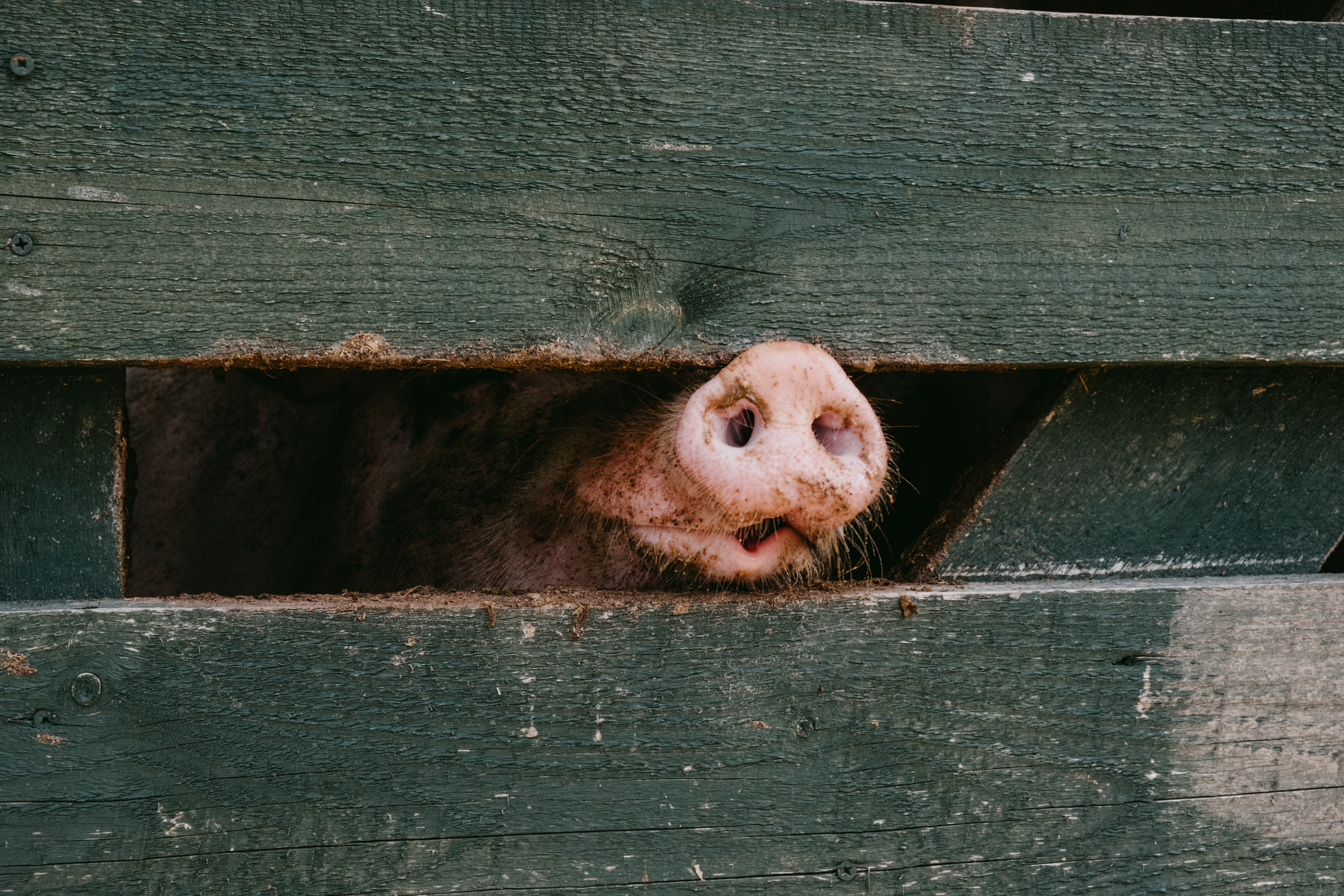 元旦新制上路，店家紛紛標示豬肉產地來源。（示意圖，翻攝Pexels）