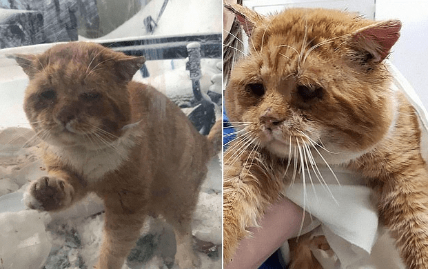 主照：橘貓用可憐的表情，為自己敲了延續生命的窗。（翻攝自Un chat à la fois / One cat at a time臉書）