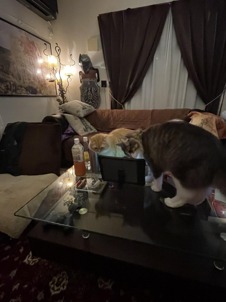 一隻貓咪還不夠，馬上呼朋引伴一起來見見奴才的朋友。（翻攝自推特@ DOG48181219）