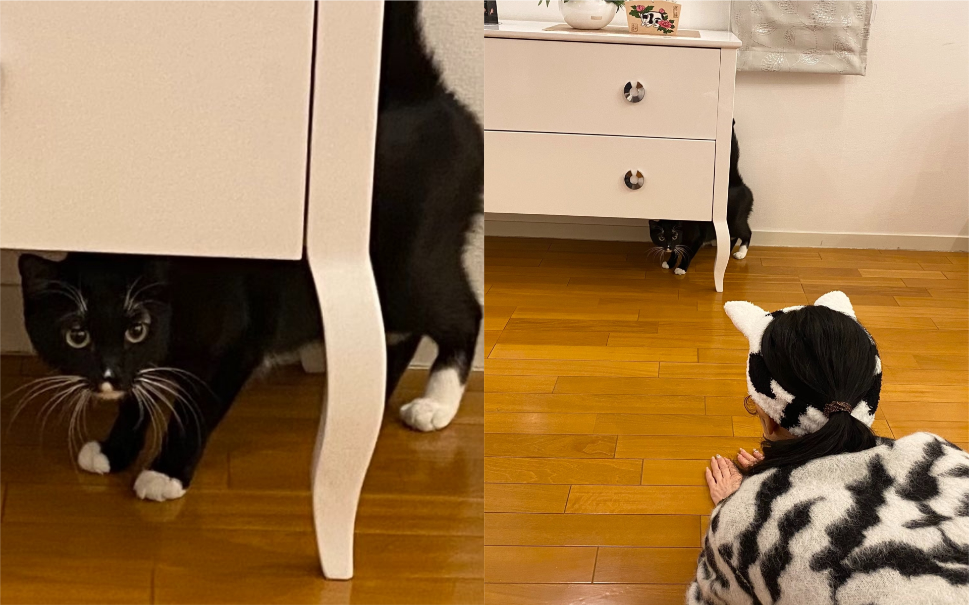 藤彩子的貓看到她穿上不熟悉的裝扮，表情一臉驚恐。（翻攝自藤彩子推特）