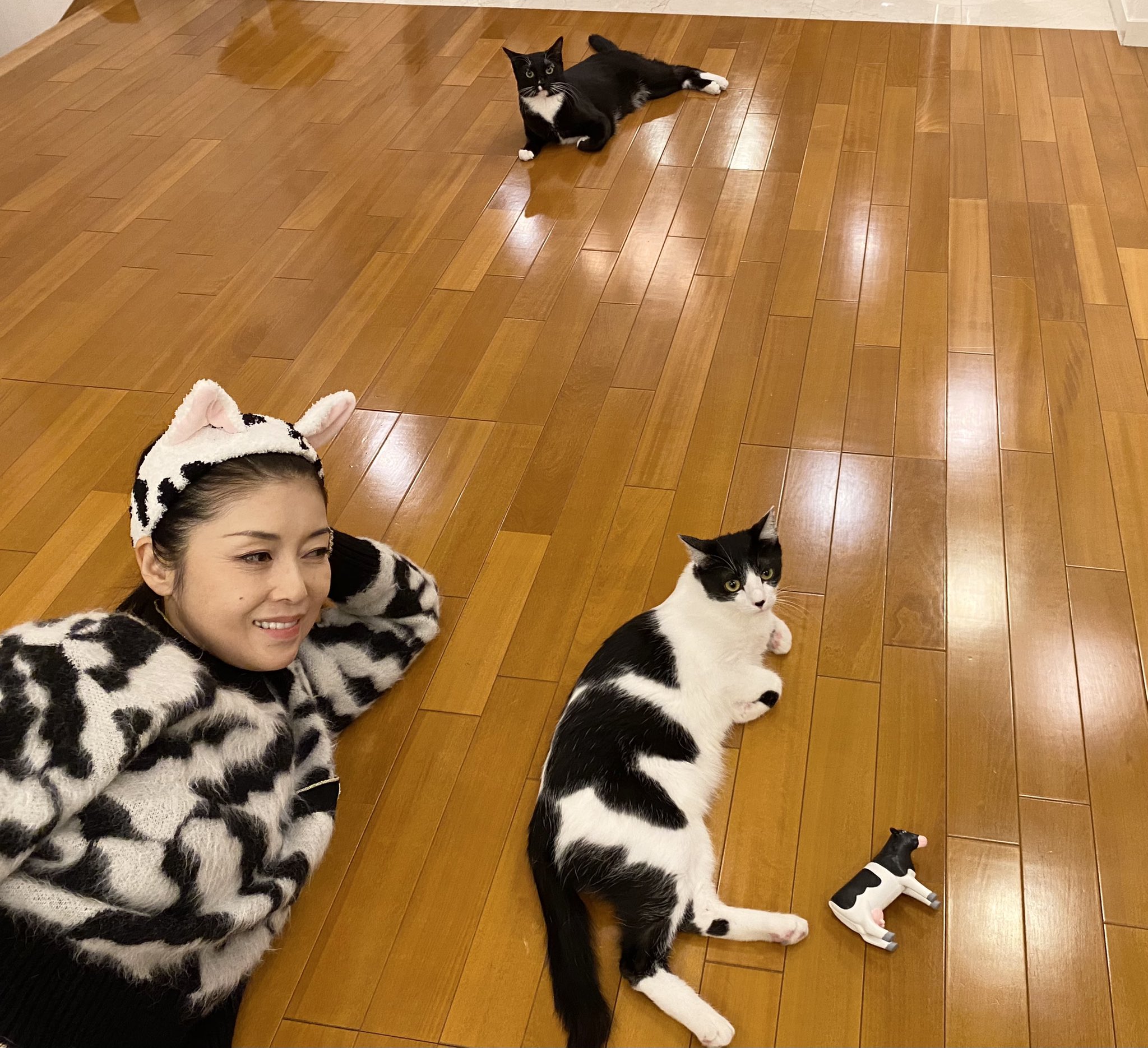 藤彩子特地穿上乳牛裝慶祝日本牛年來到。(翻攝自藤彩子推特)