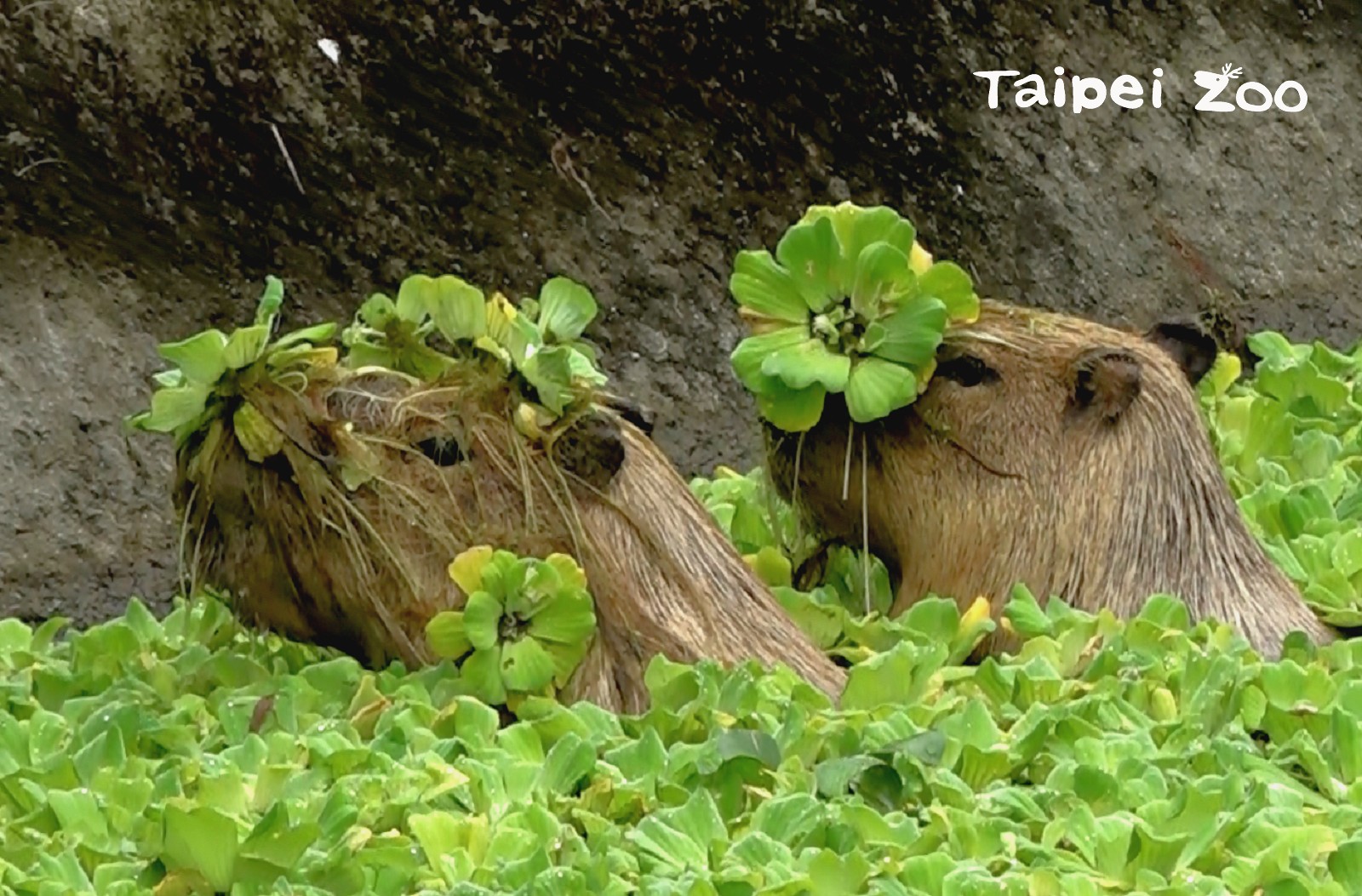 水豚：我們家的布袋蓮儘管拿去用！（設計對白，翻攝自台北市立動物園臉書）