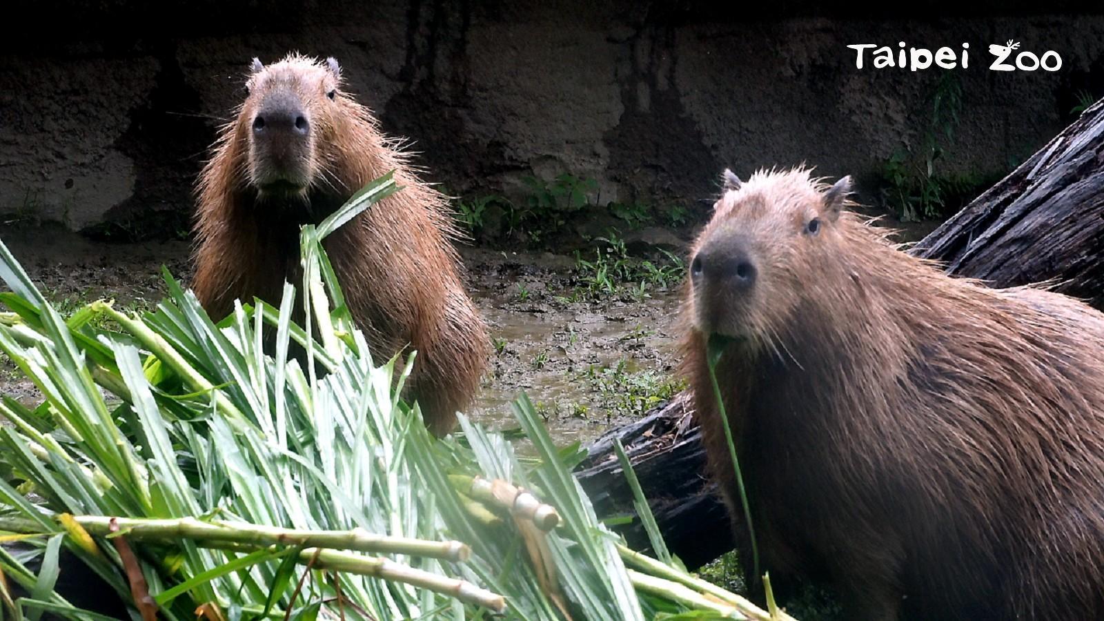 水豚：是不是很溫暖呀～（設計對白，翻攝自台北市立動物園臉書）
