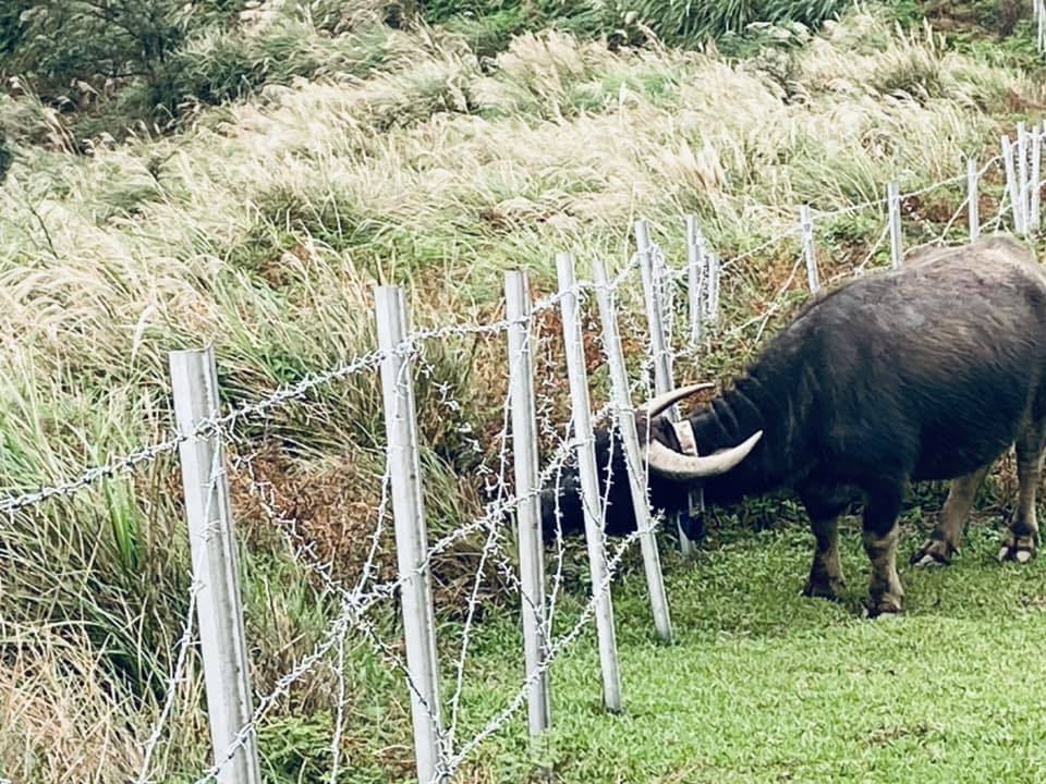 陽明山國家公園日前發生多隻水牛死亡案件，台北市動保處今處罰陽管處7萬5,000元。圖為擎天崗水牛想吃刺網外的草。（翻攝自為牛請命-巡牛志工隊臉書社團）