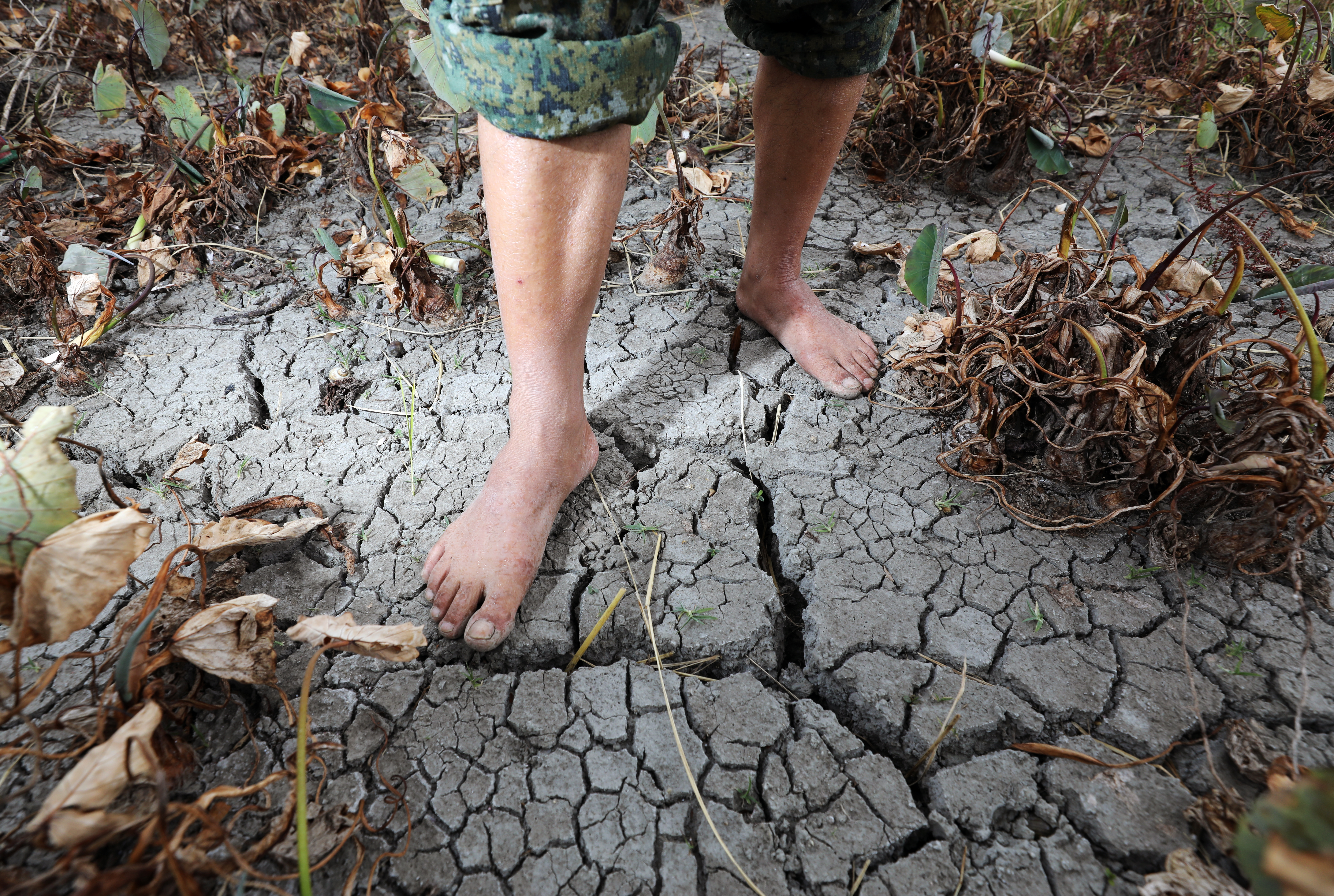 在水利單位的統計裡，農業用水佔全台7成，產值卻不及工業，因此每逢缺水，農田總是先被停灌，圖為去年停灌的二期稻田，水稻已經長到7、8成，卻在收割前夕因缺水而枯死。