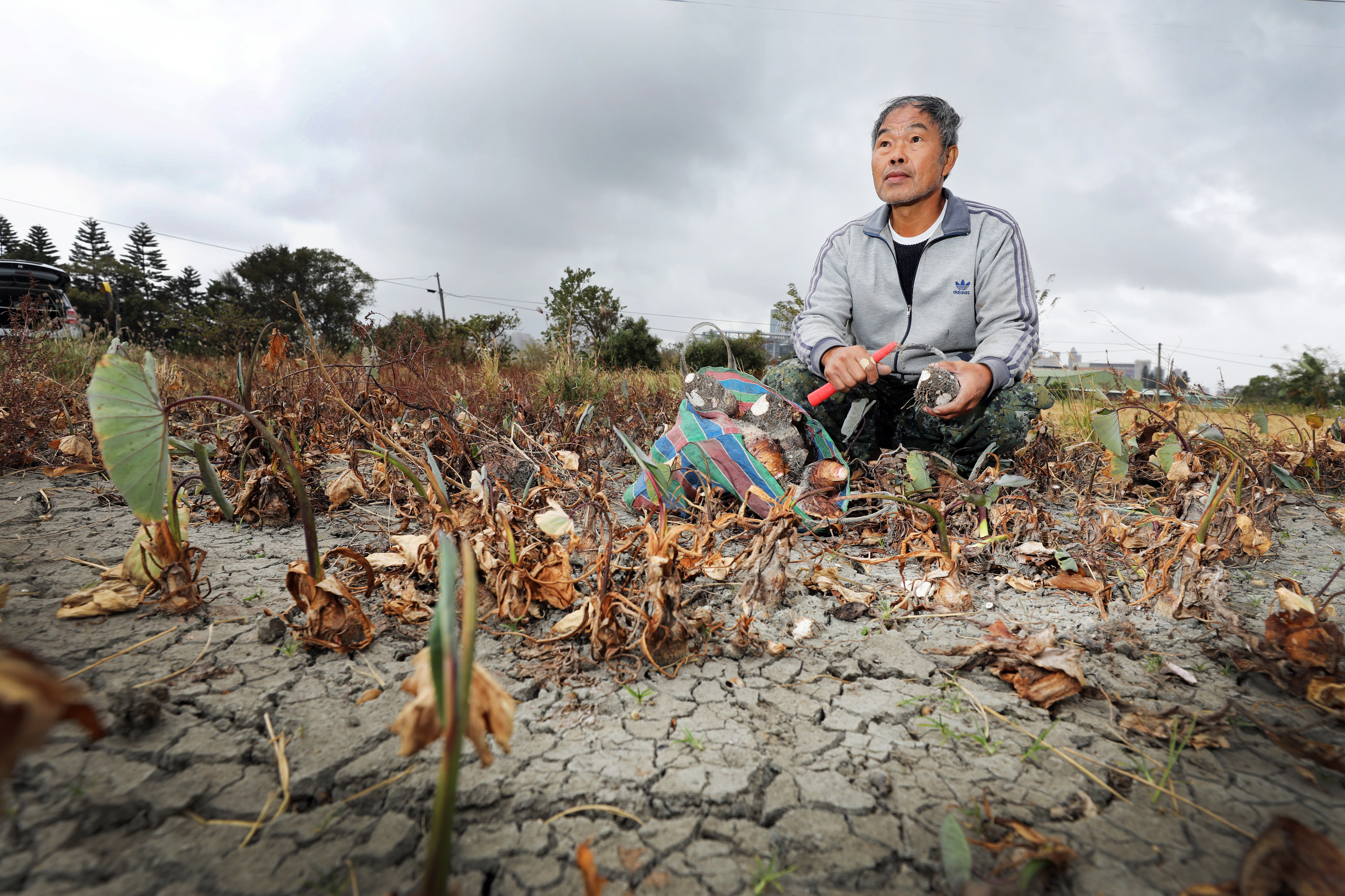 竹北農民田守喜2020年二期稻、2021年一期稻都被停灌，2021年一期又很可能領不到補助，圖為2020年他從田裡最後採收的幾株芋頭。