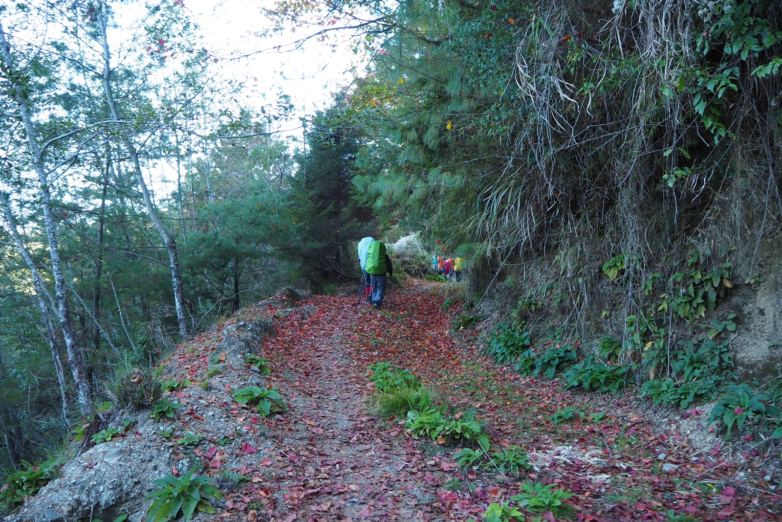 丹大林道路況非常安全，有不少紅葉。