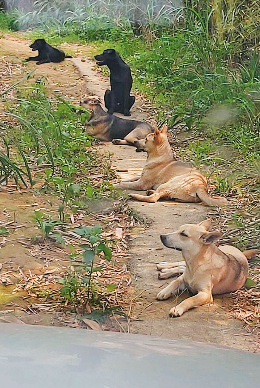 新竹縣動物收容所將容納不下的流浪狗載往山區野放，遭愛狗人士指控作法冷血、粗糙。（讀者提供）