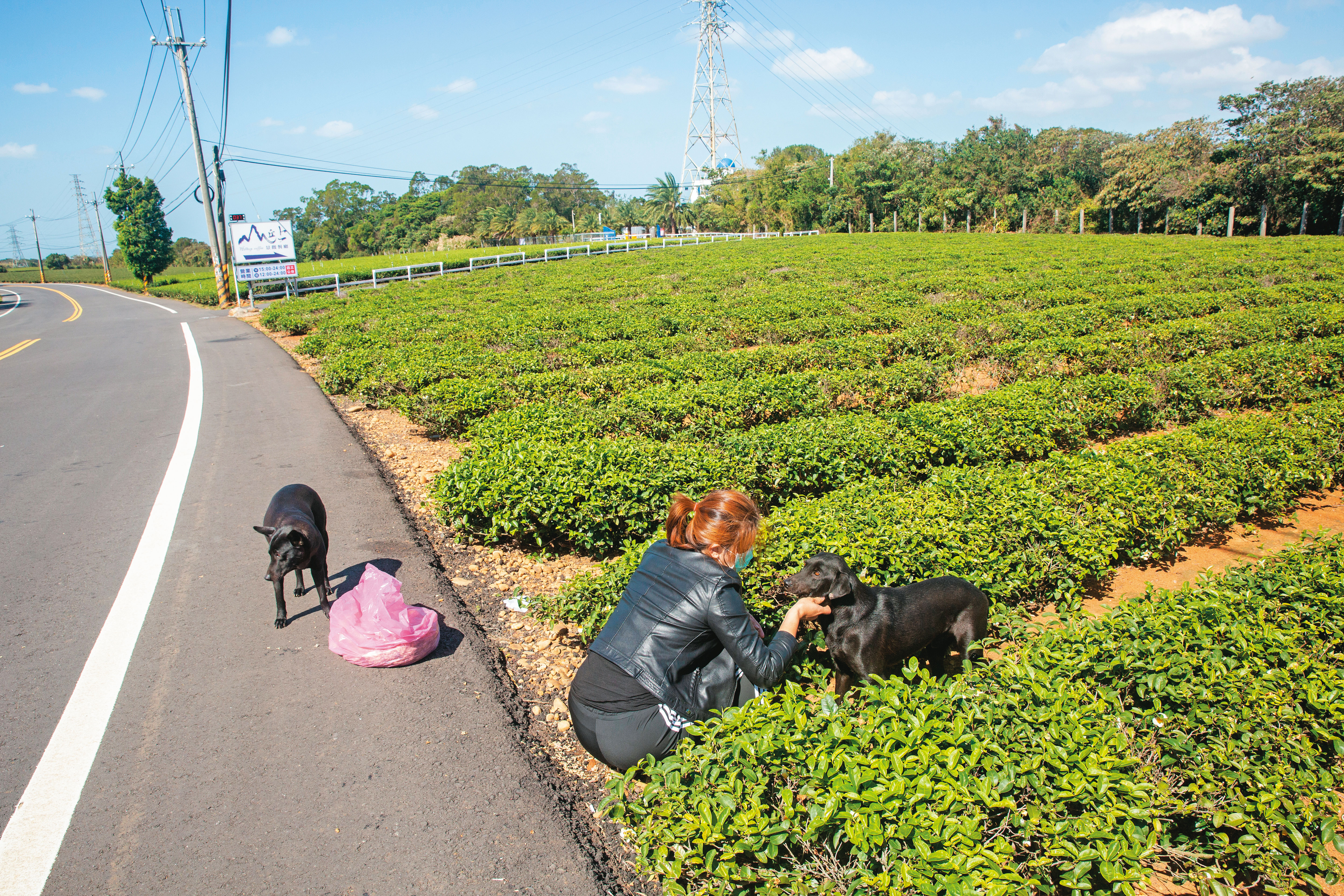 遭野放的流浪狗常被車輛撞死或餓死，愛狗人士看不下去，定期在野放區域餵食流浪狗。