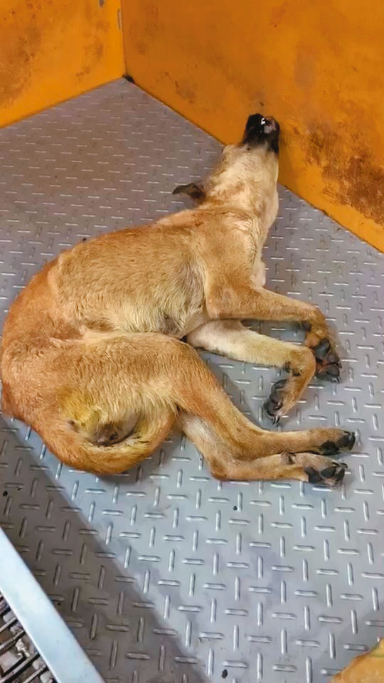 愛狗人士指控，被送到新竹縣動物收容所的傷病流浪狗沒有得到妥善治療，只能等死。（讀者提供）